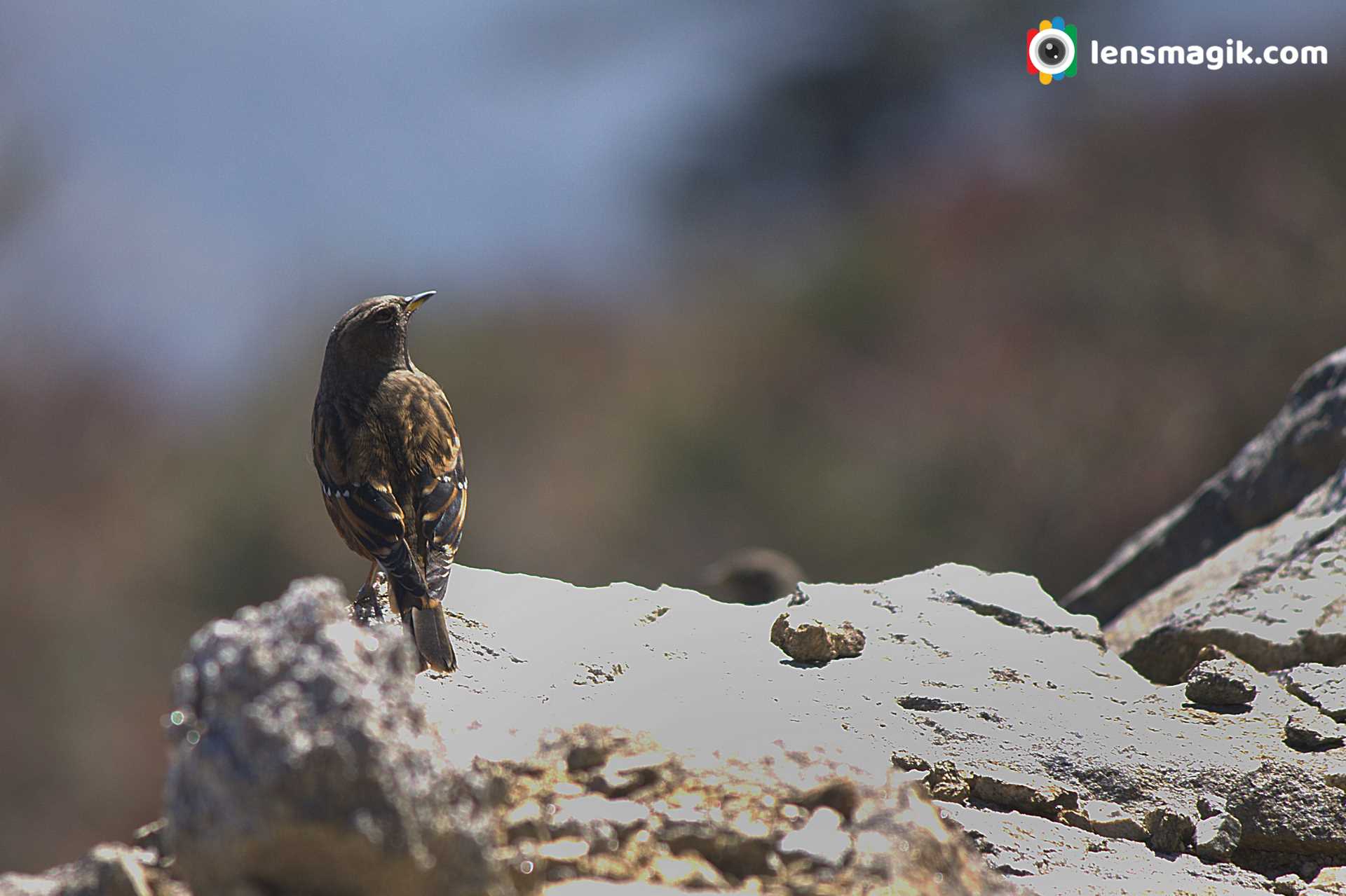 Singalila National Park Birds