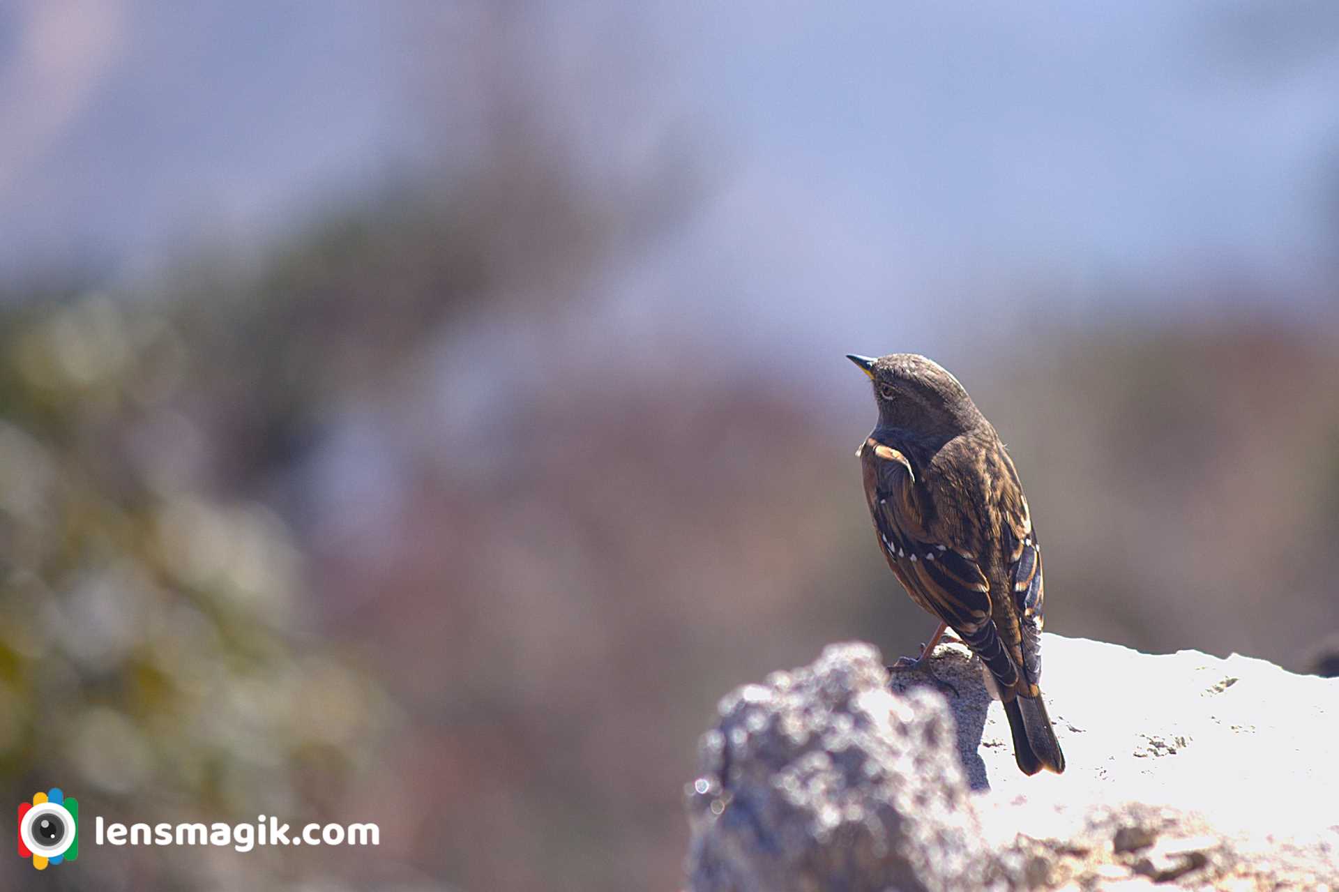 Robin size Bird