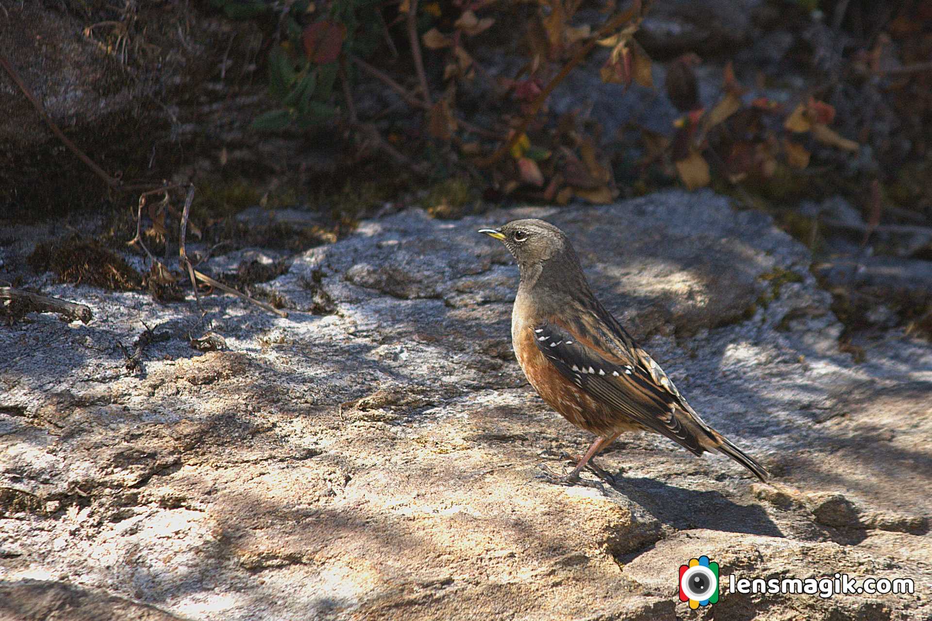 Sparrow like Bird