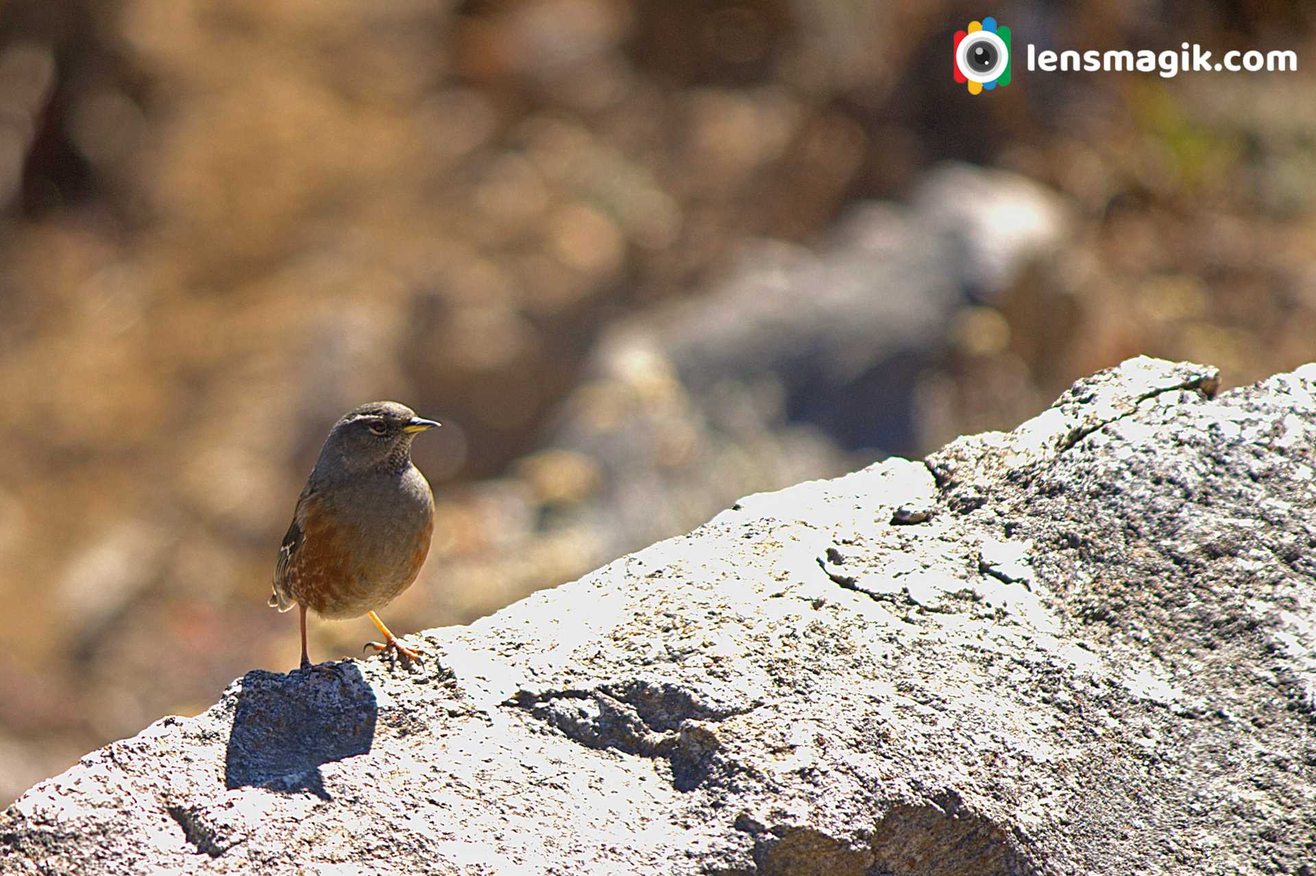 Sandakphu Birds