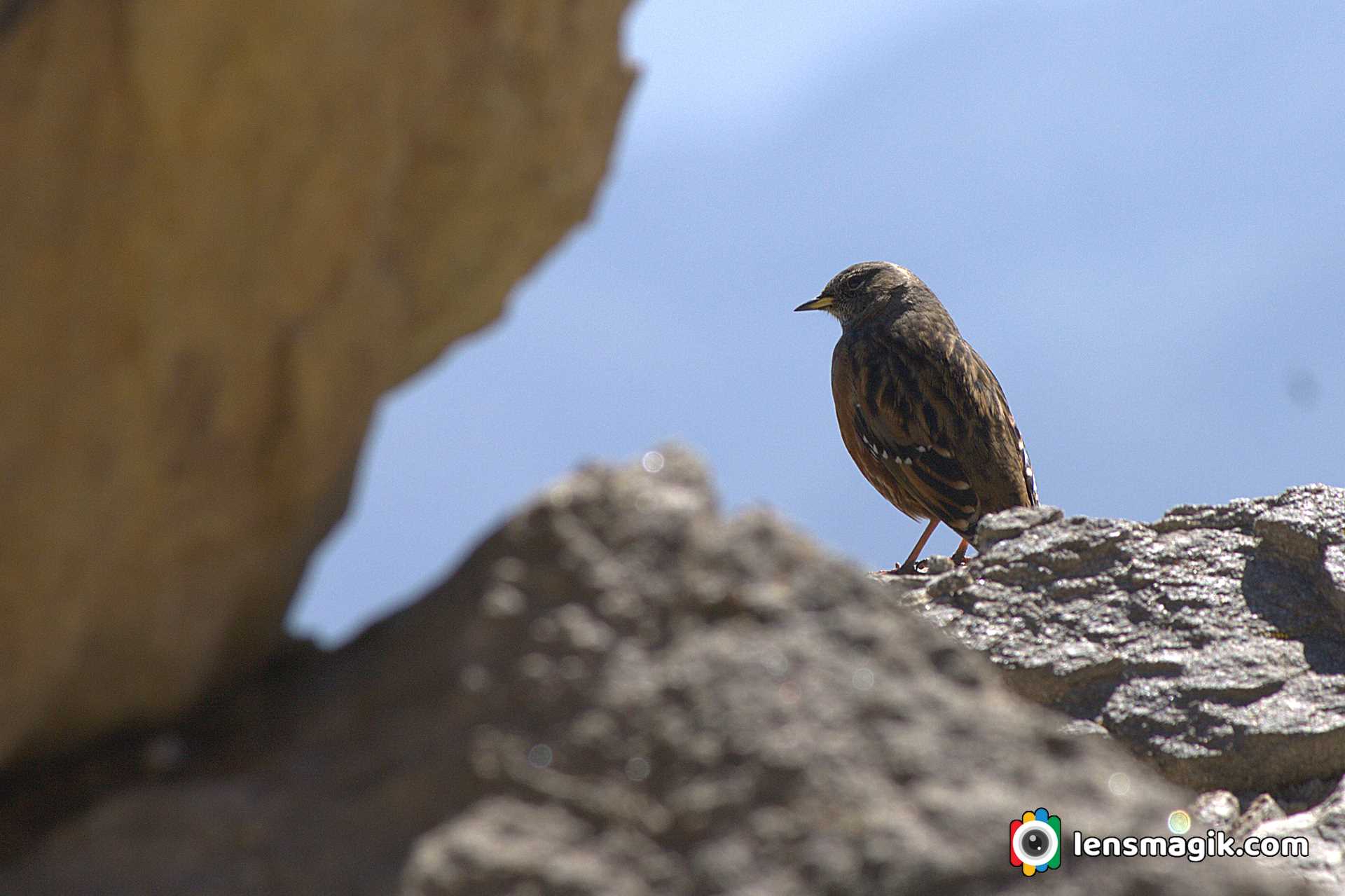 Accentor Bird India