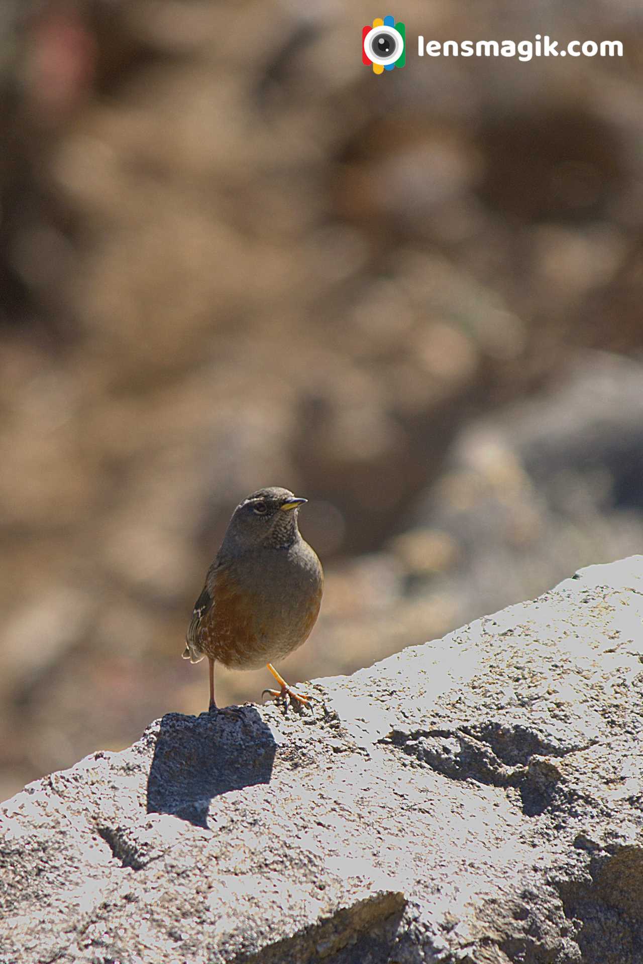 Birds Of West Bengal