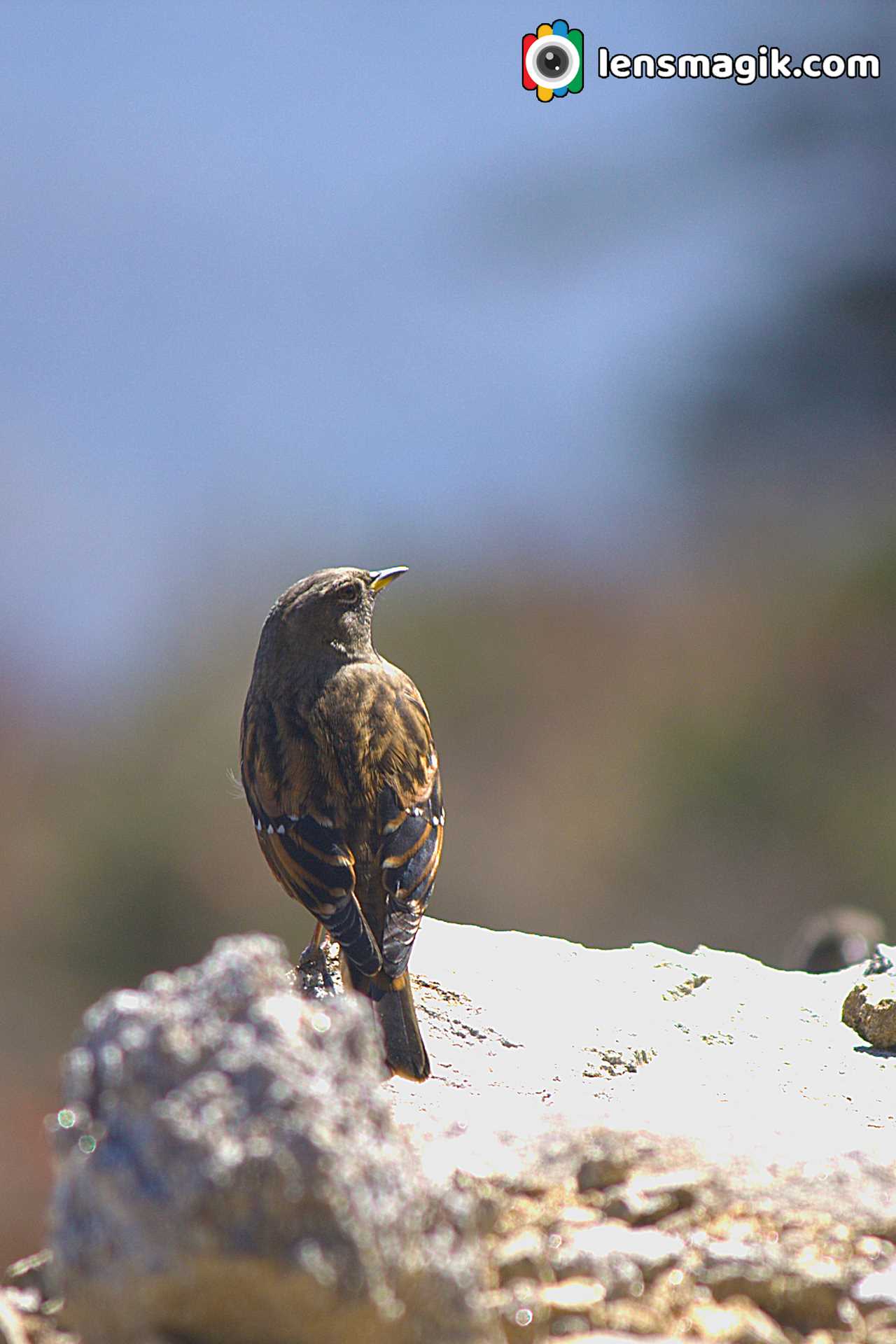 Birds of Himalaya