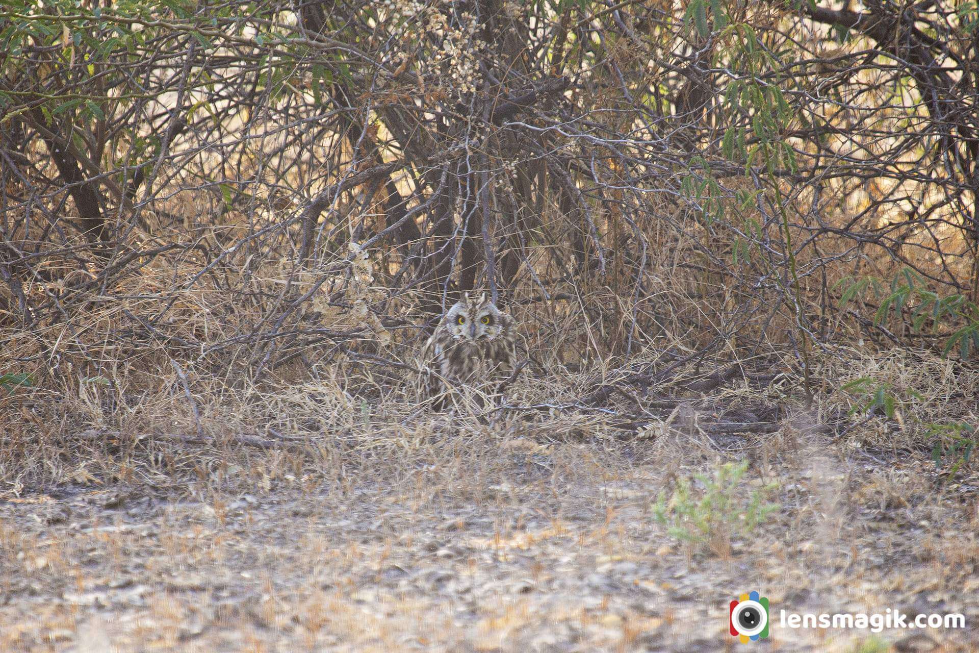 Owls of India