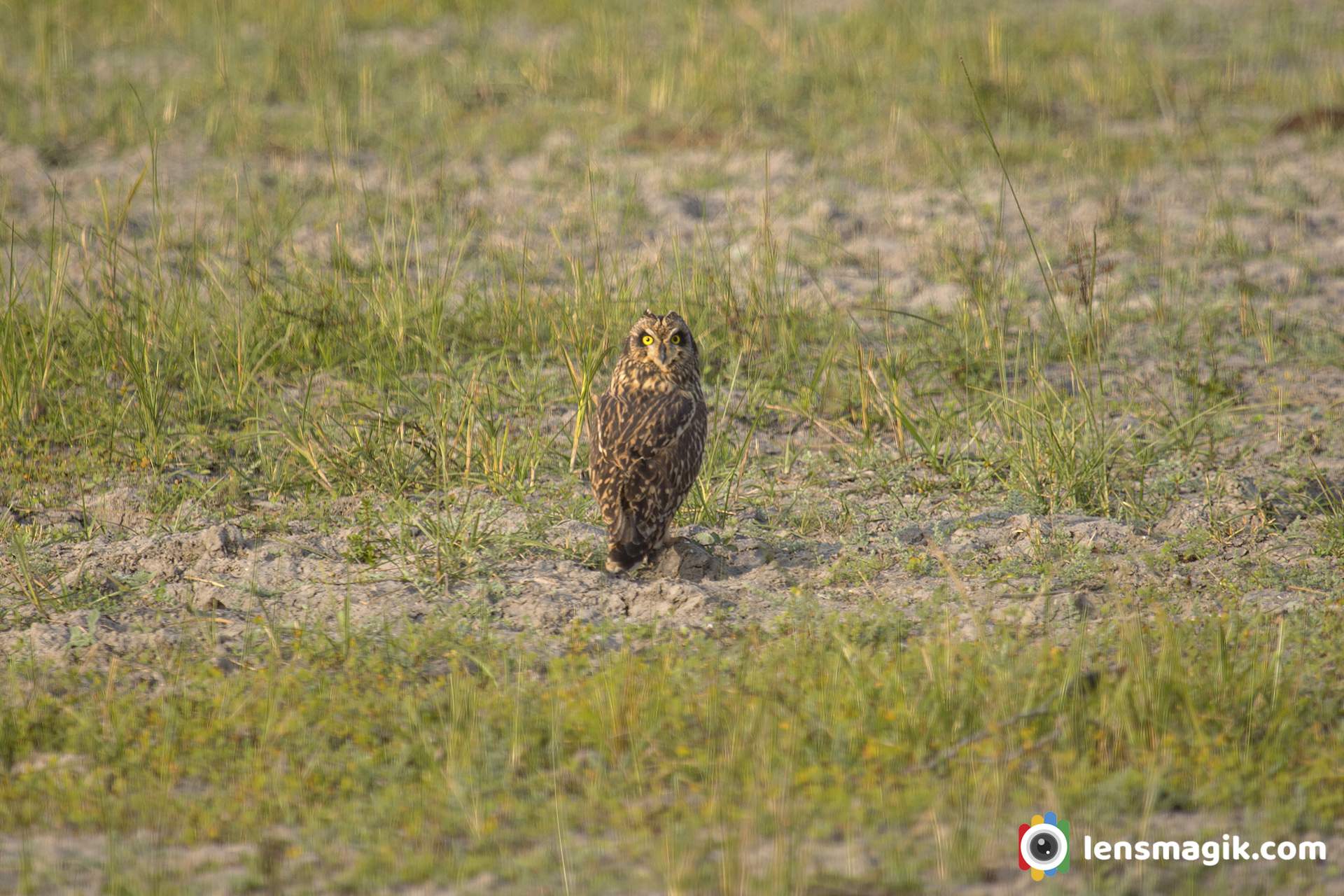 Birds of Gujarat