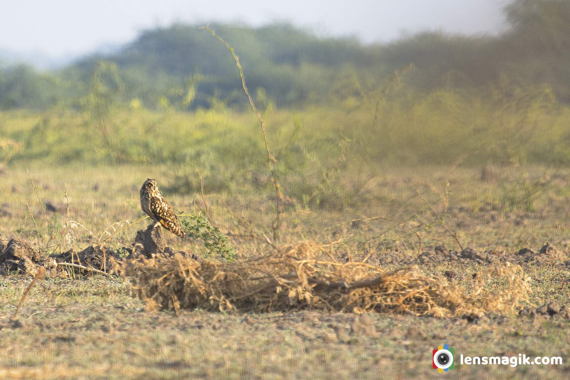 Birds of Little rann of kutch