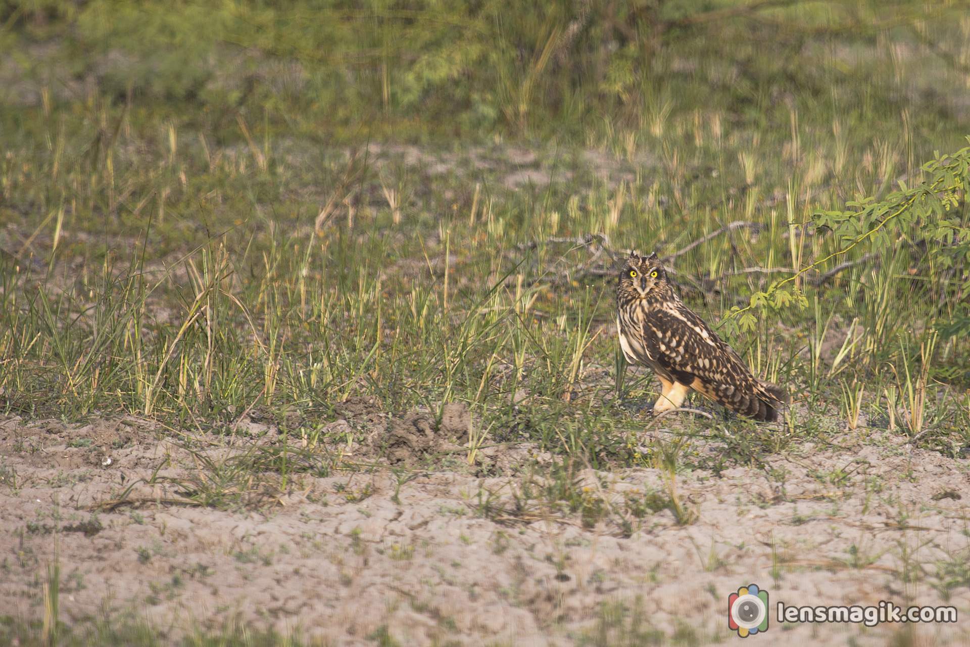 Birds of LRK