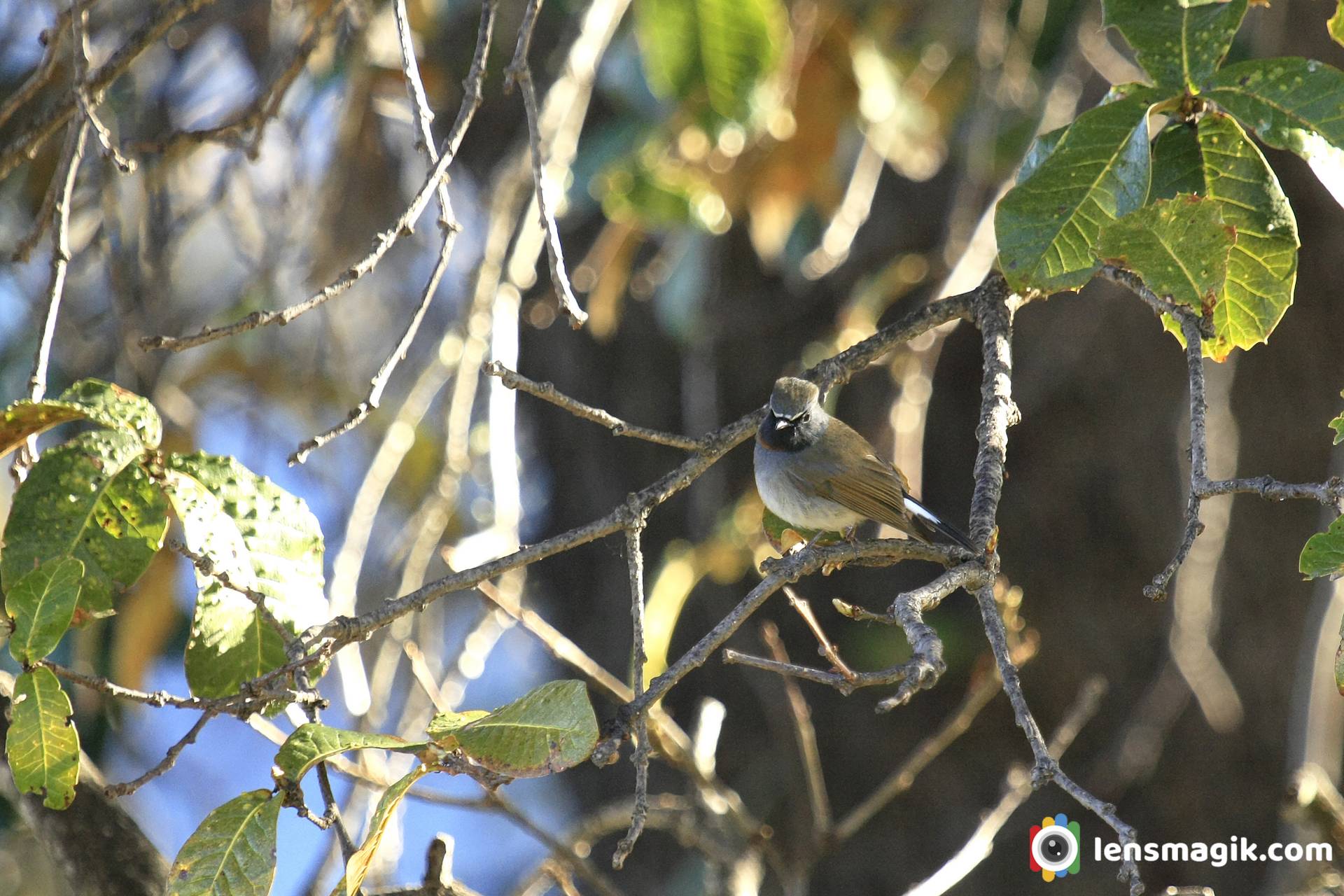 Manali Birds