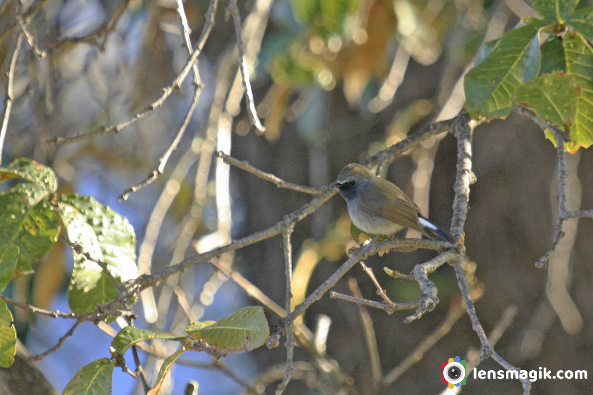 Flycatchers of India