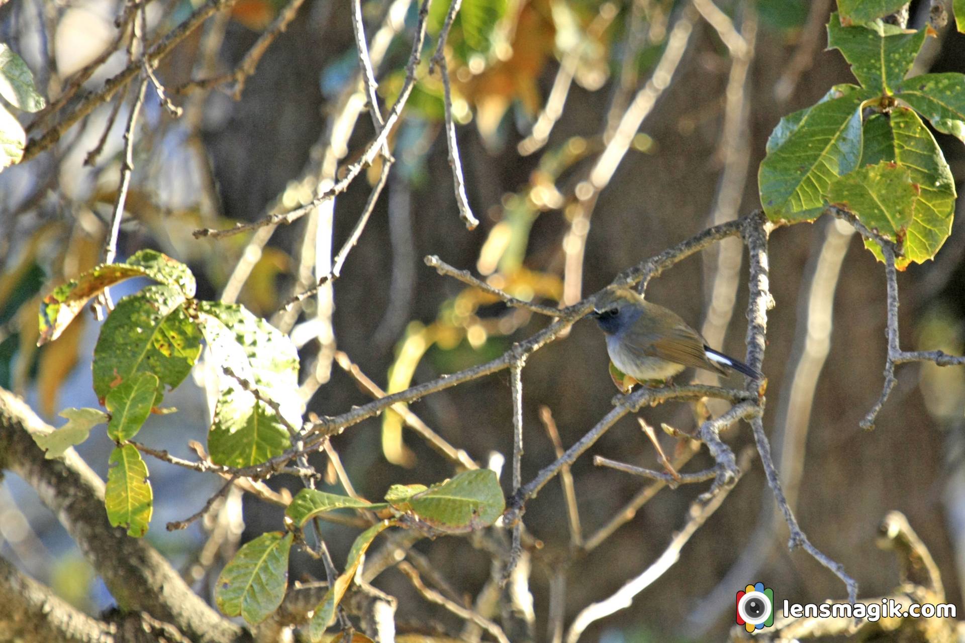 Birds of India