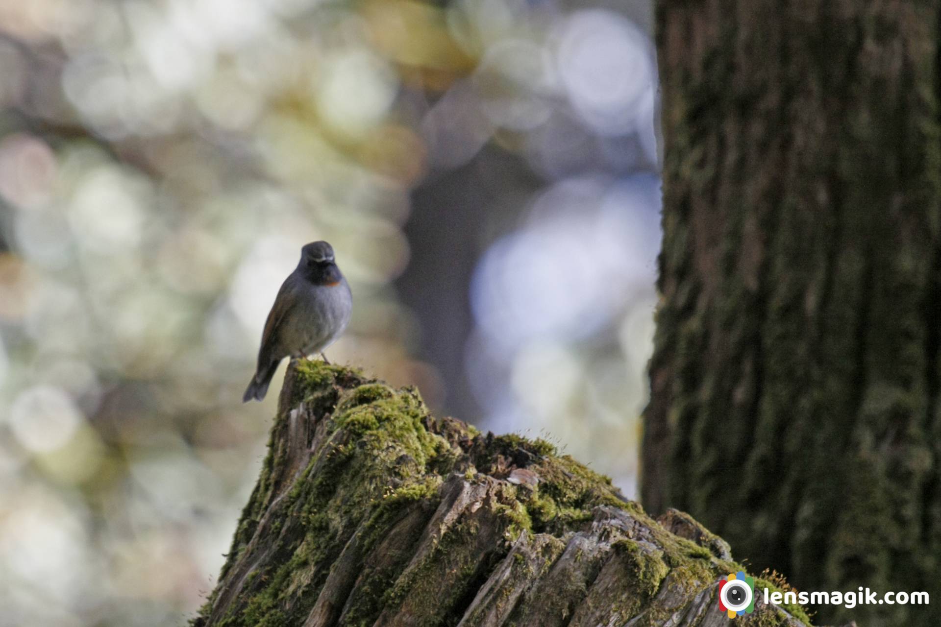 Birds Of Manali