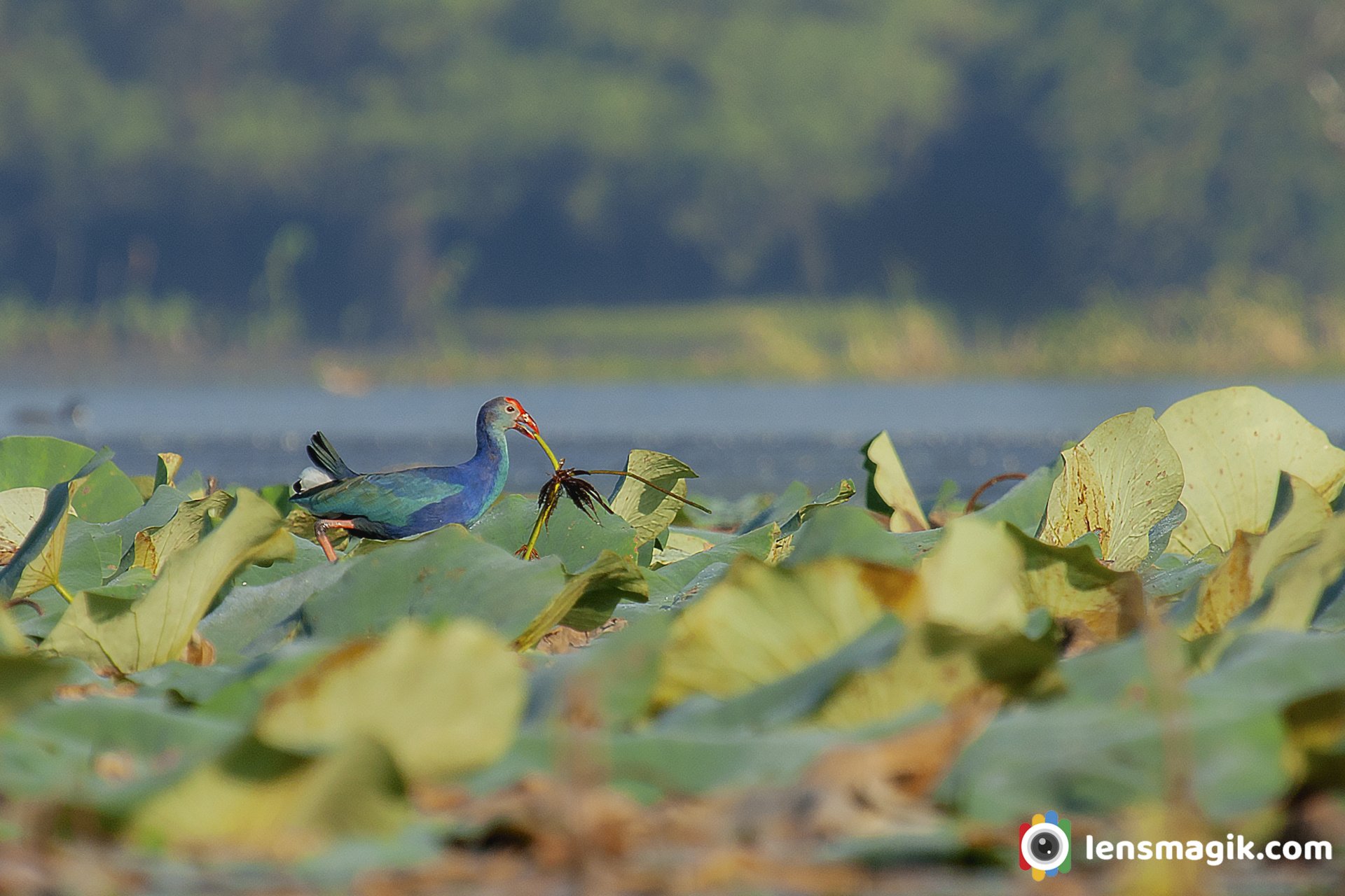 Water Birds Gujarat