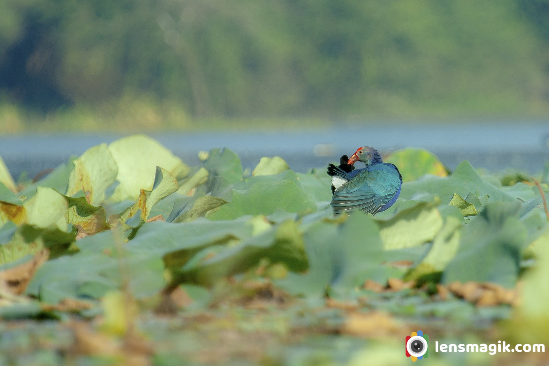 Purple Swamphen