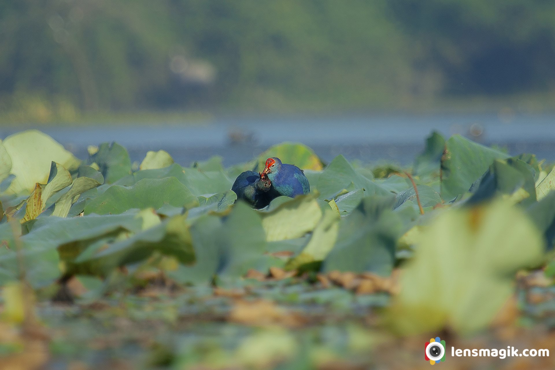 Birds Of Gujarat