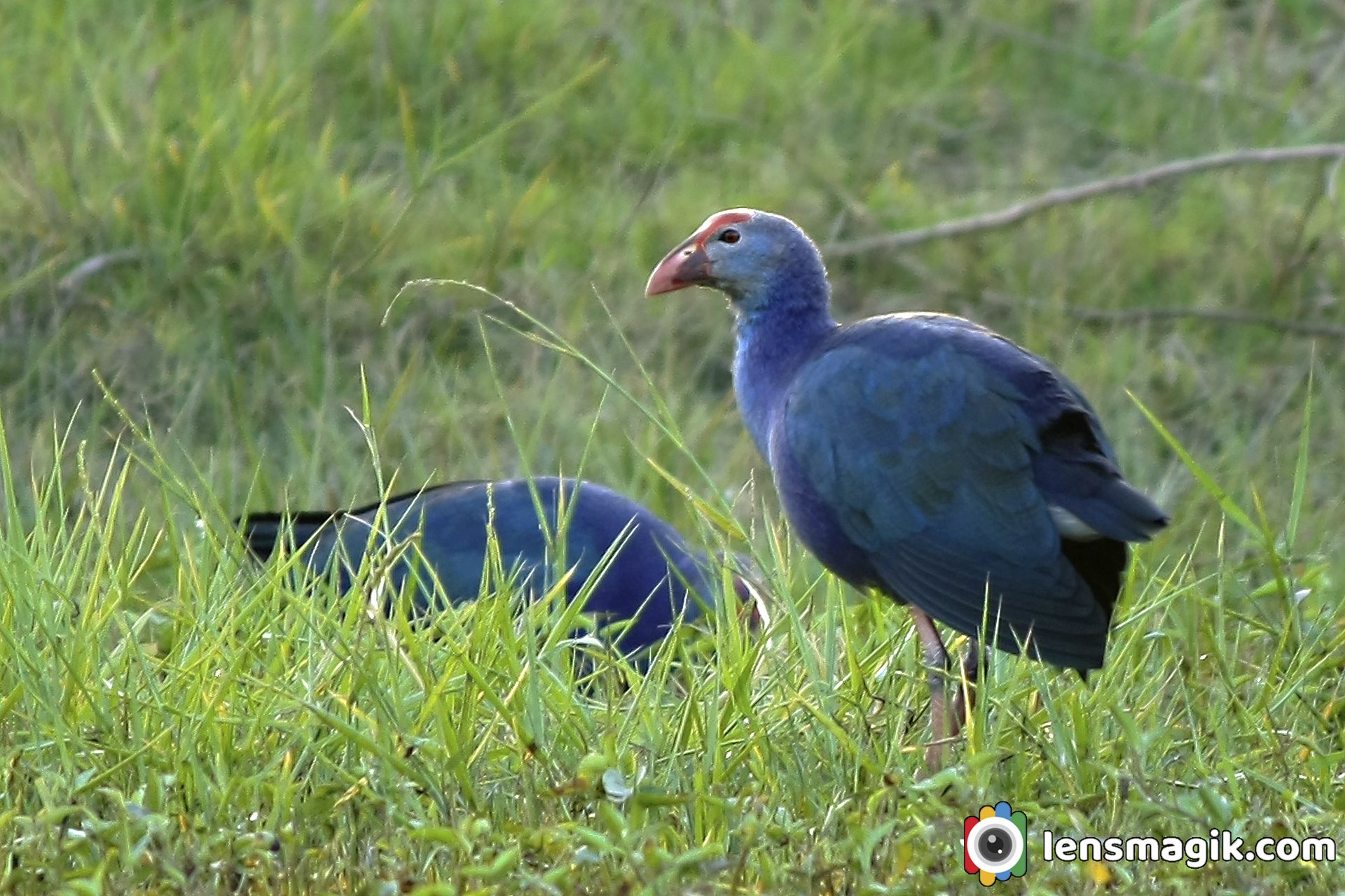 Thol Lake Birds