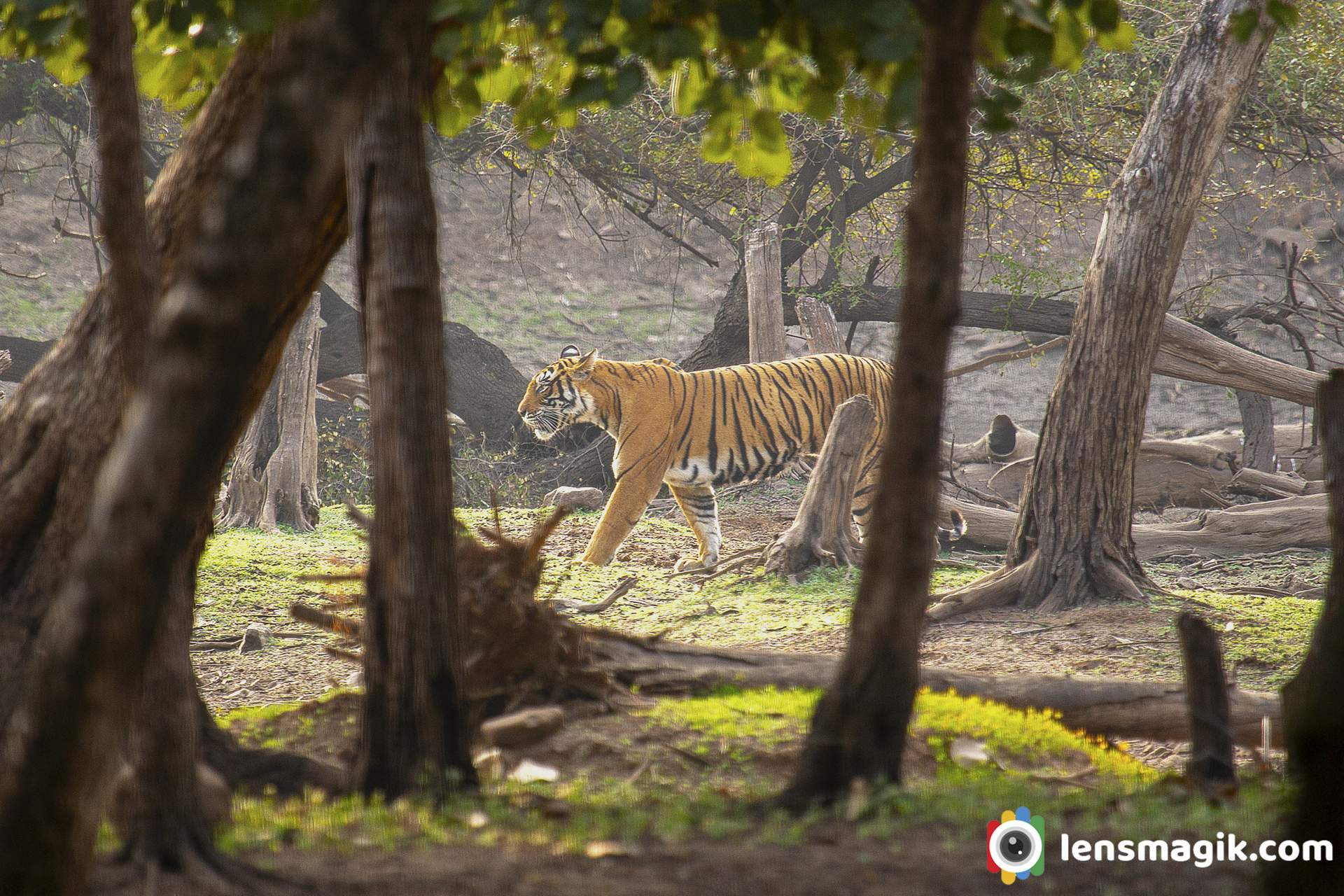 Ranthambore National Park