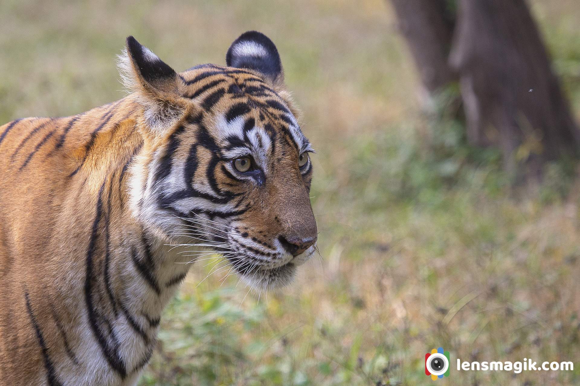 Tiger sanctuary India