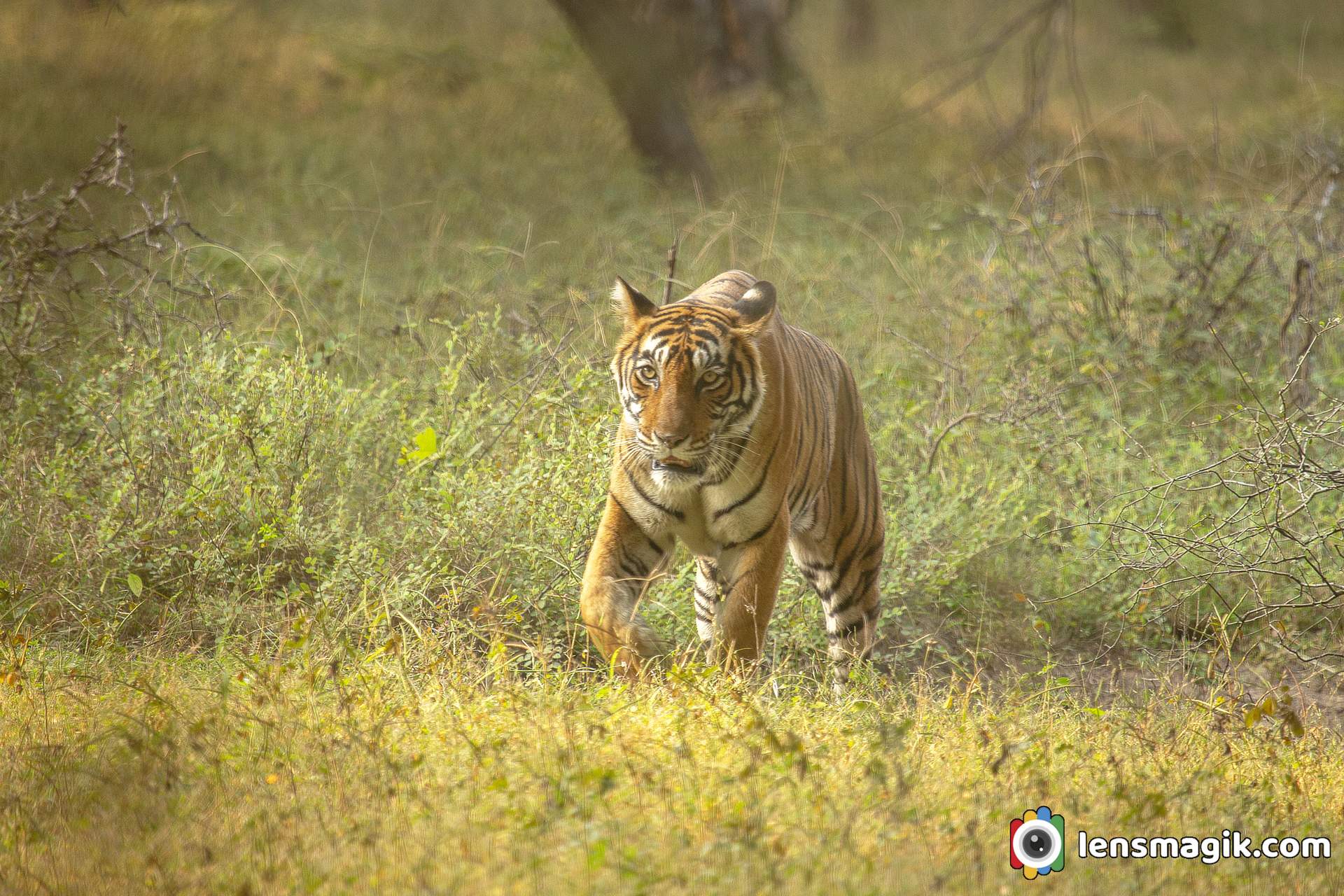 National Animal Of India