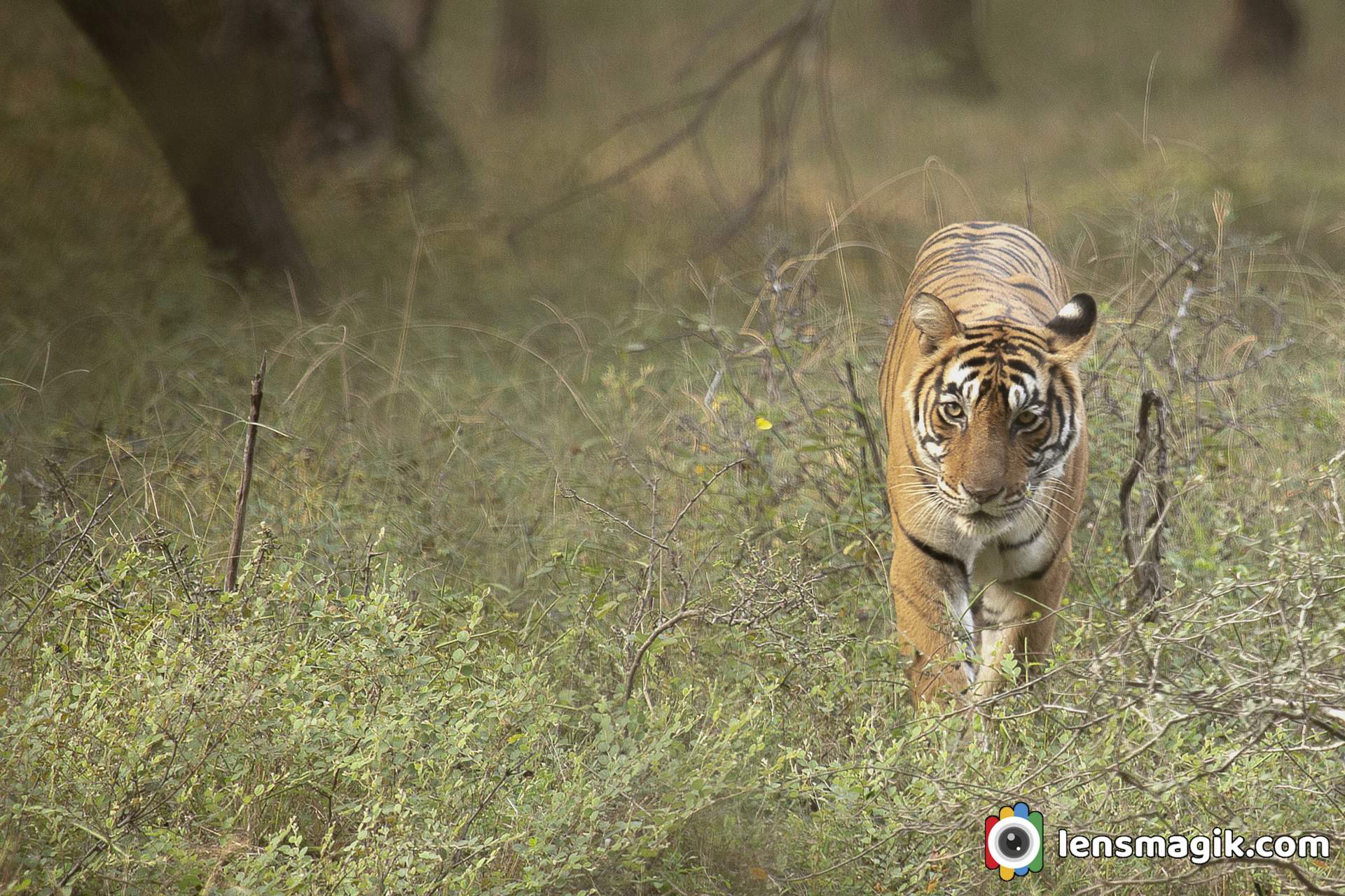 T39 Ranthambore