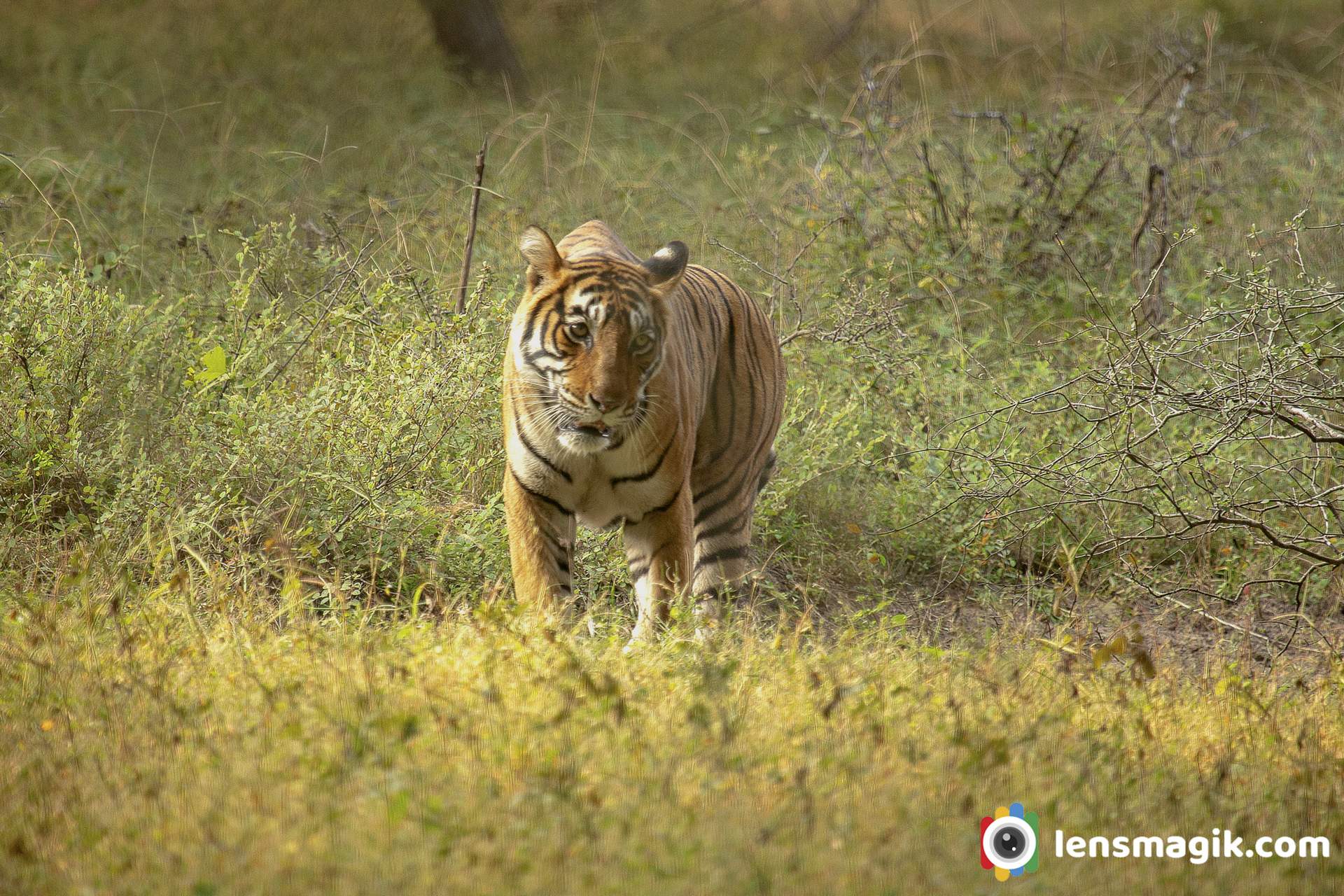 Wildlife Rajasthan