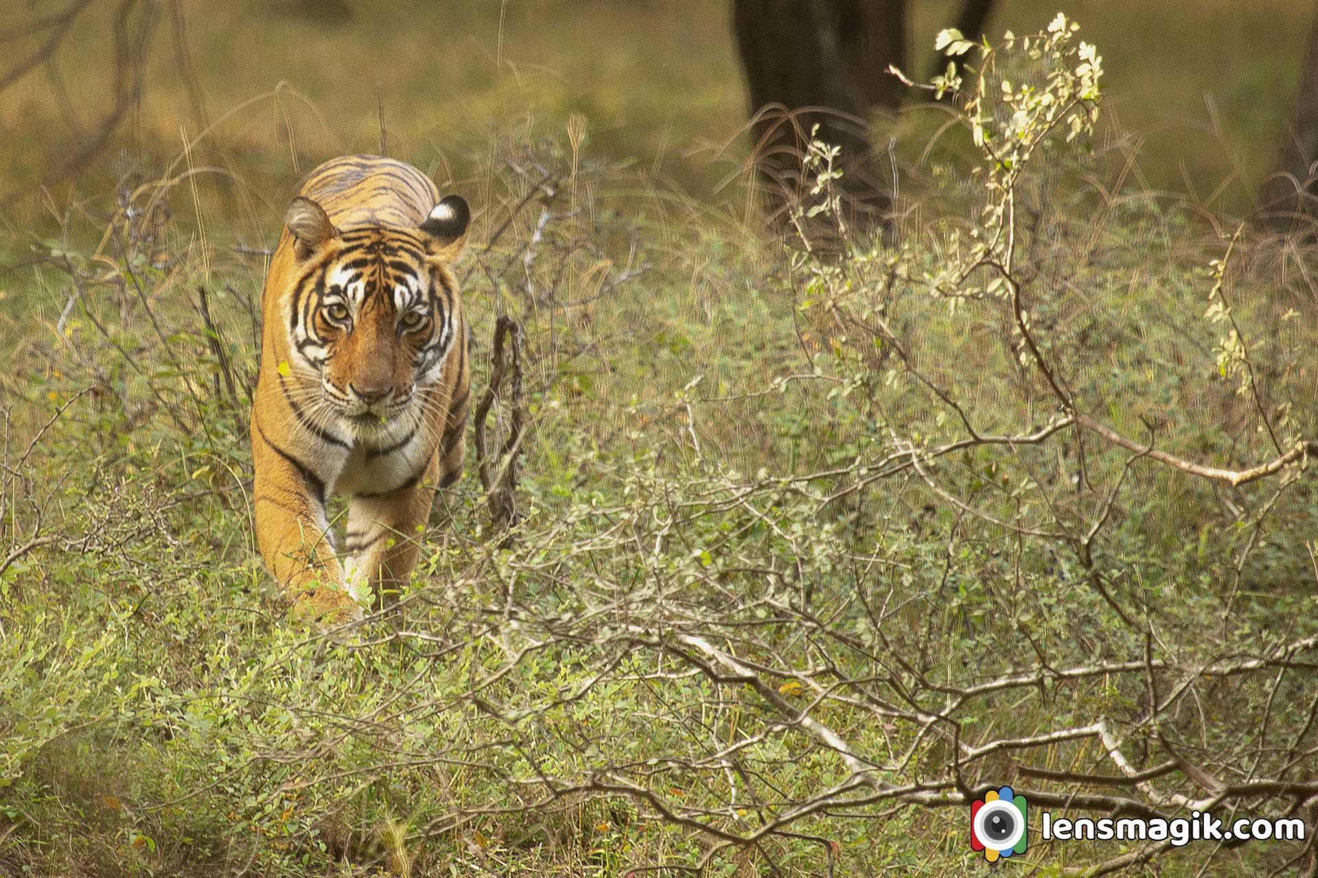 Ranthambore Tiger