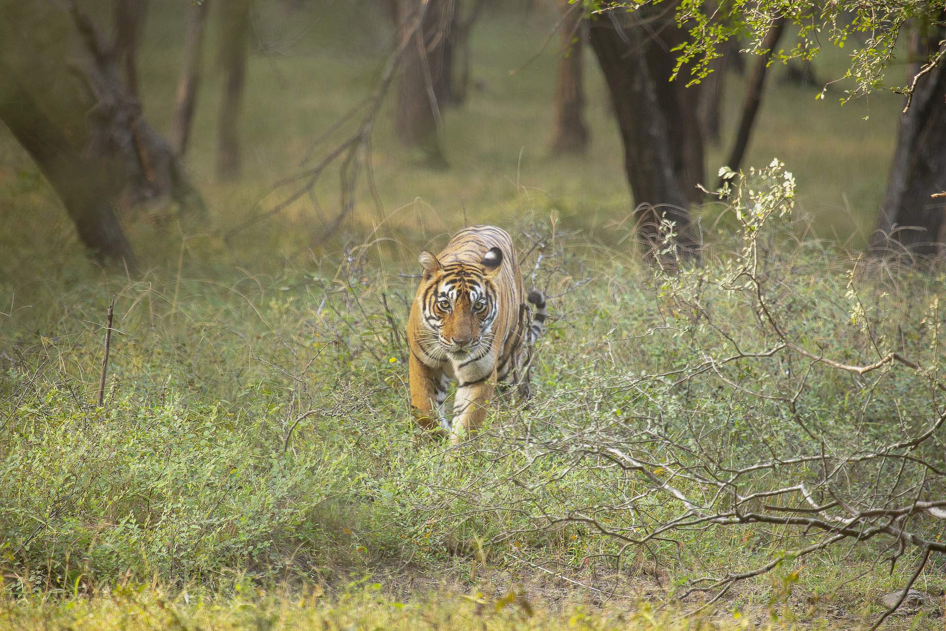 Tiger of India