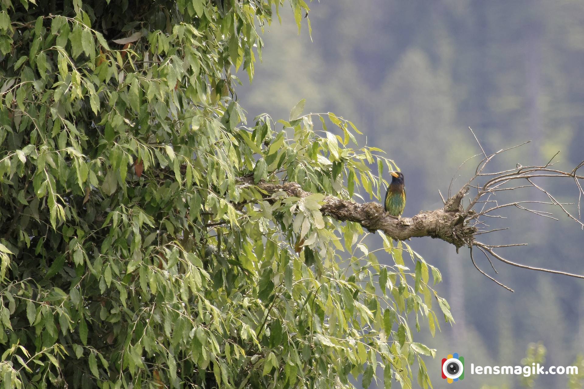 Birds of India