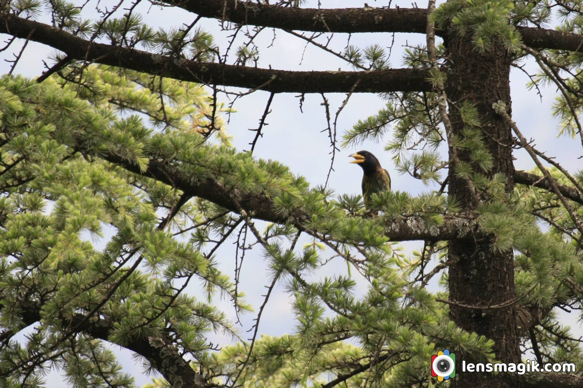 Himachal Pradesh Birds