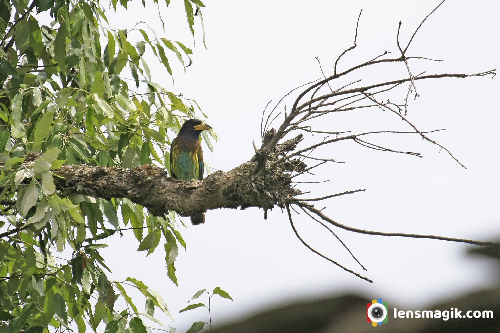 Asian Barbet