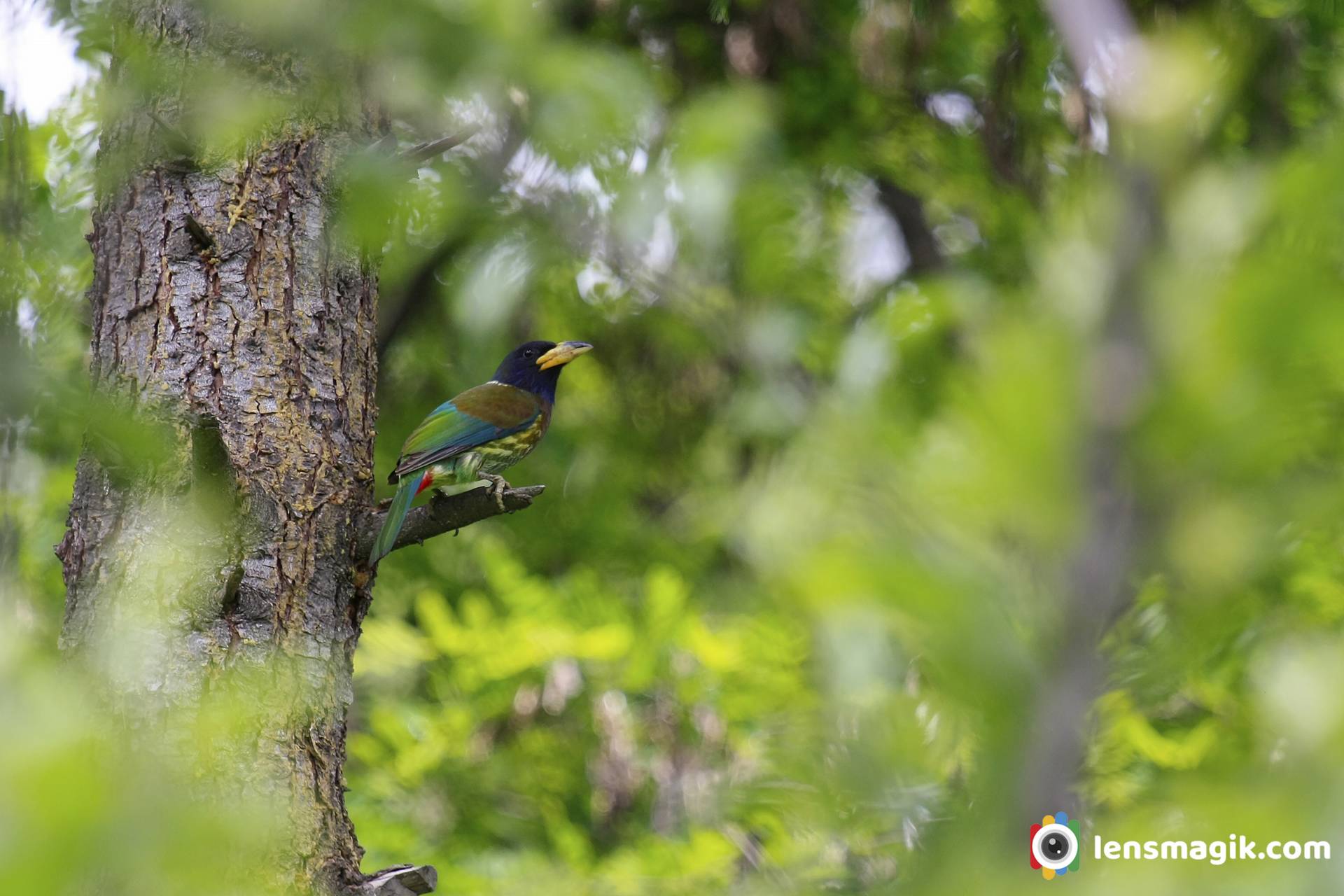 Birds of Manali