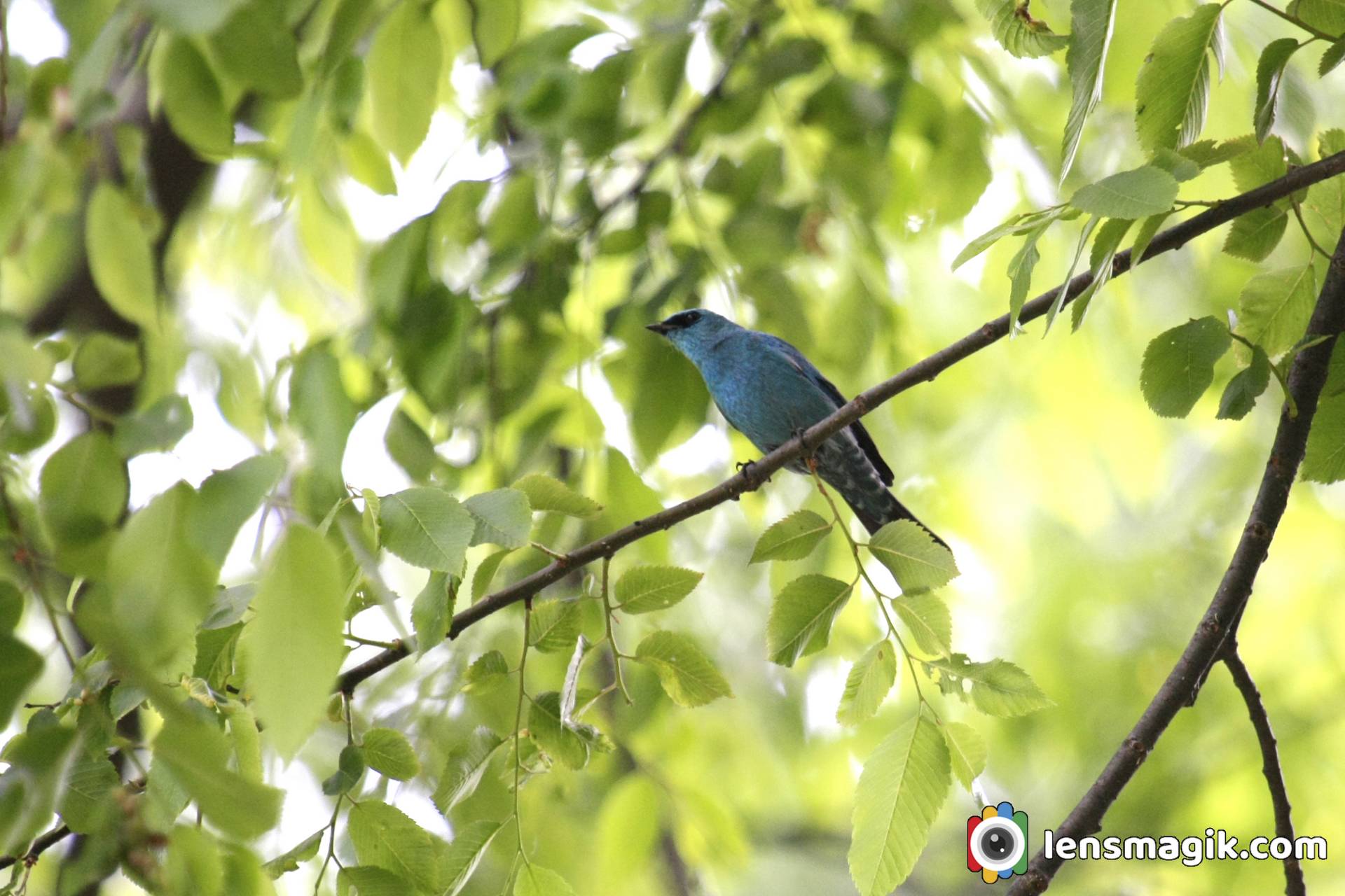 Himachal Pradesh Birds