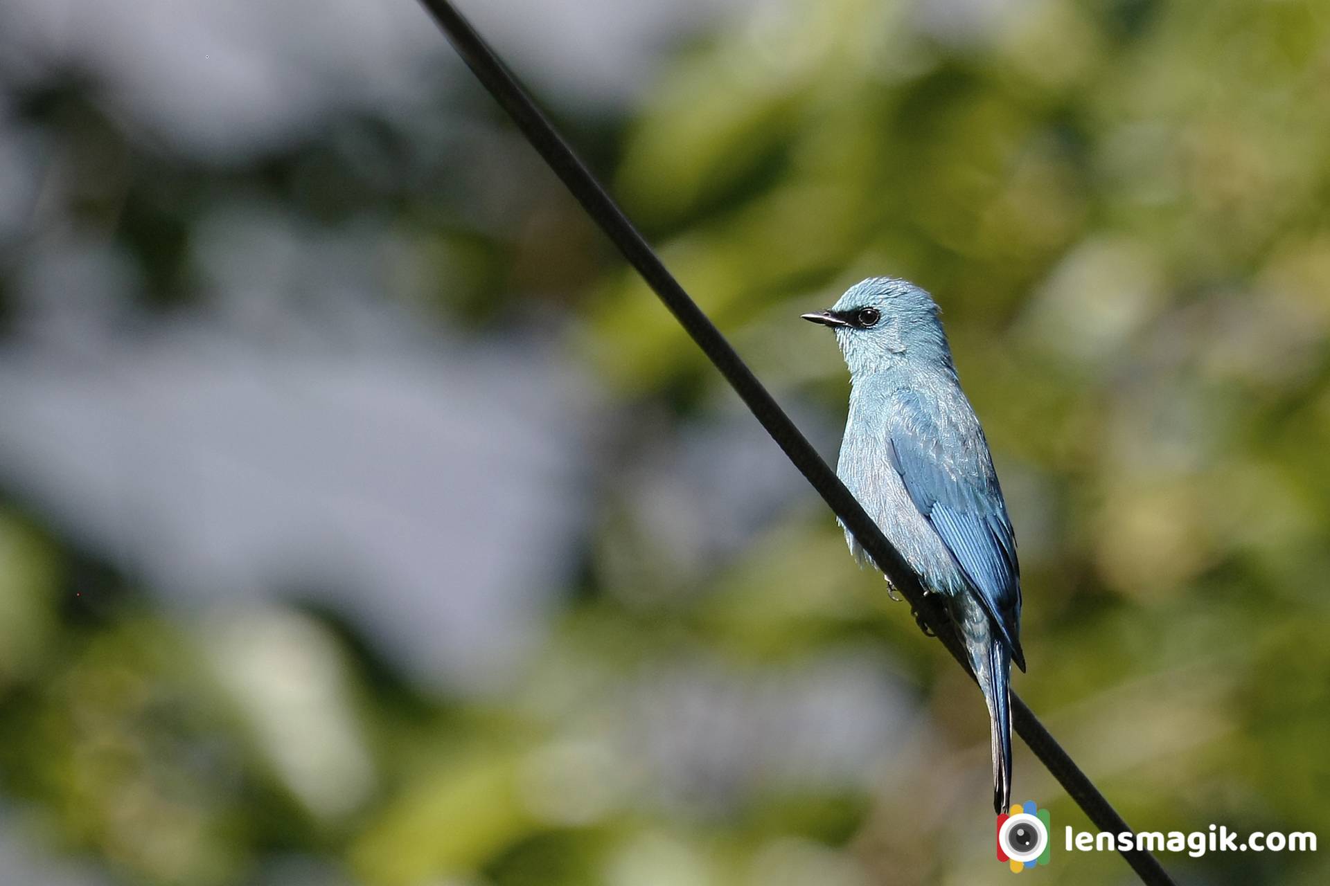 Manali Birds