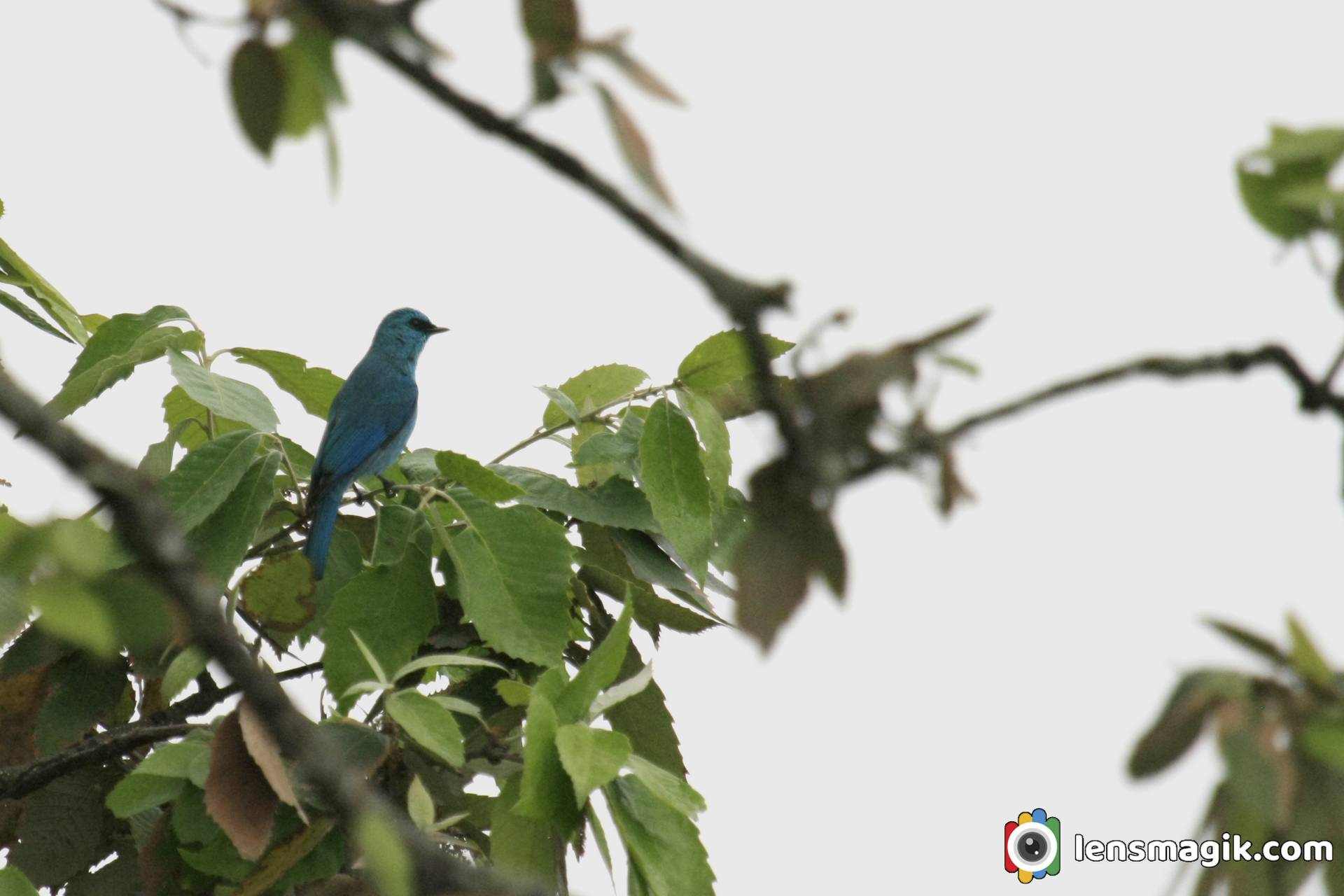 Birds of India