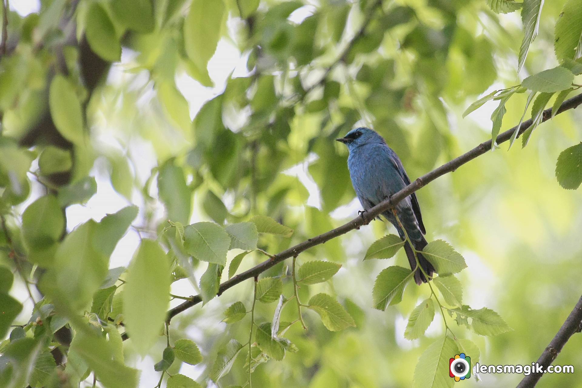 Birds of Manali