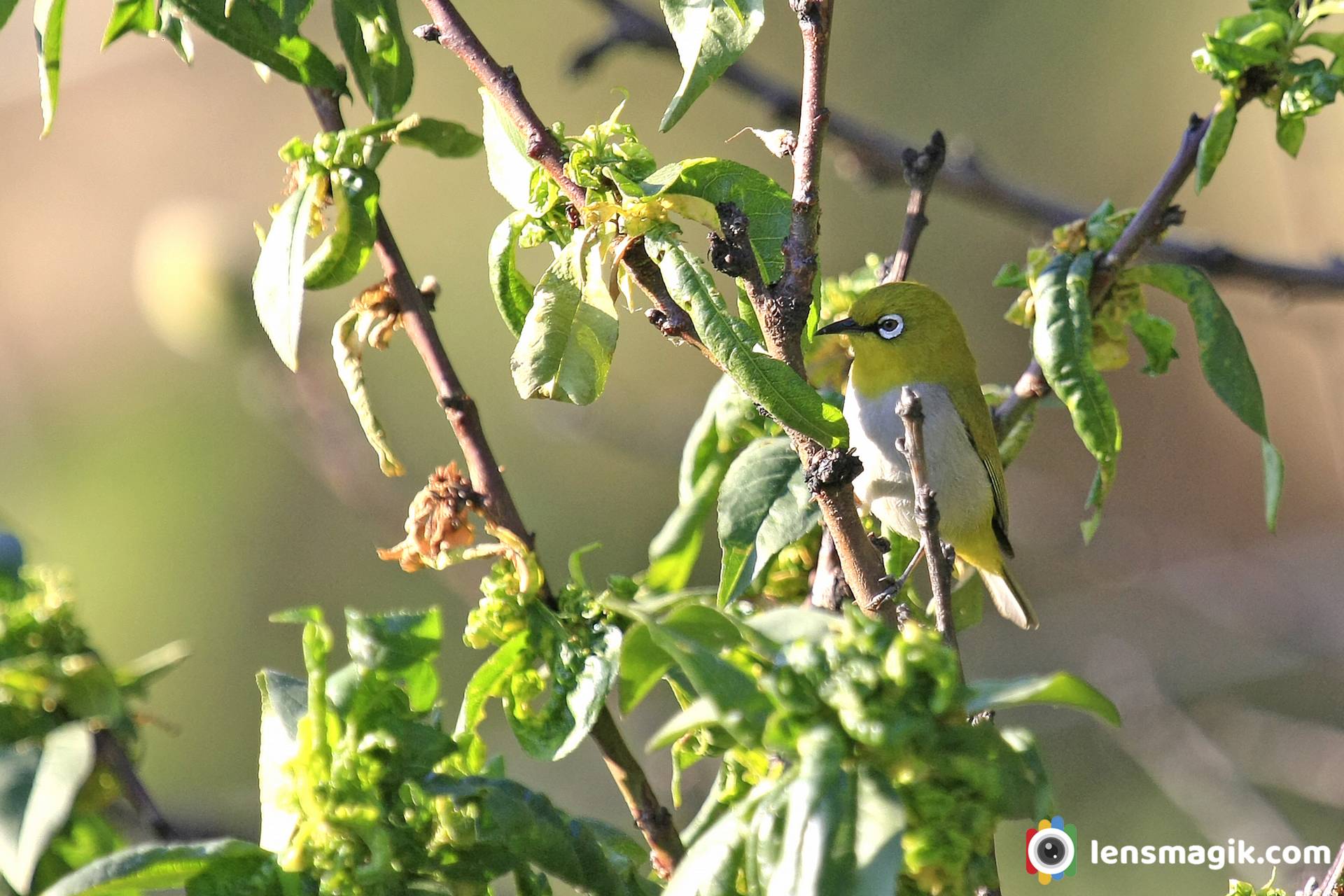 Birds of Manali