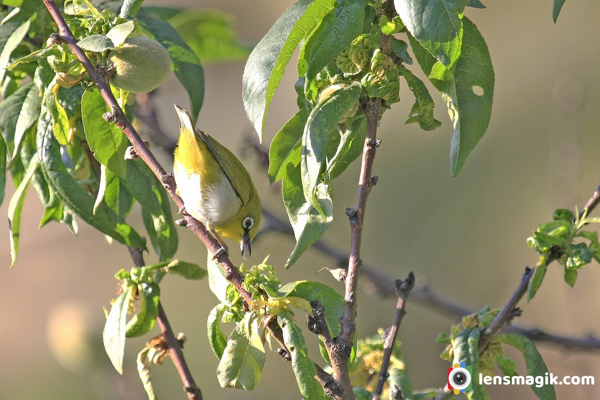 Orientle White Eye