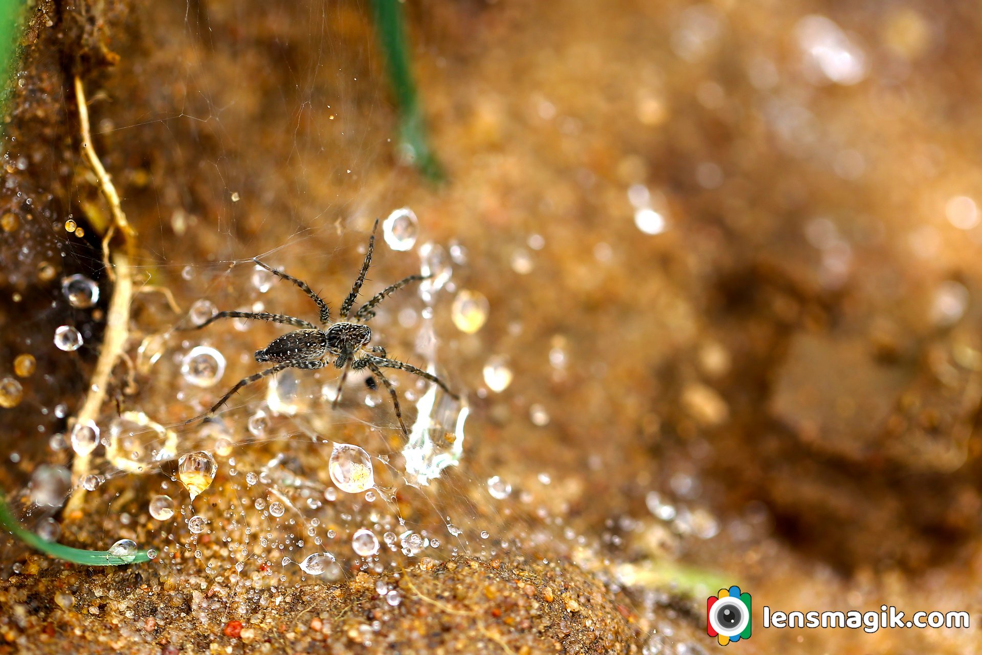 Facts of Wolf Spider