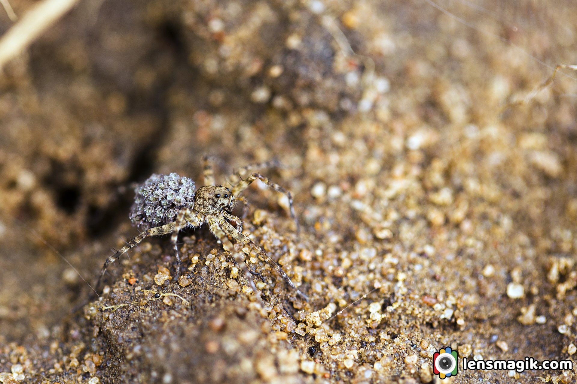 Wolf Spider with Baby Eggs