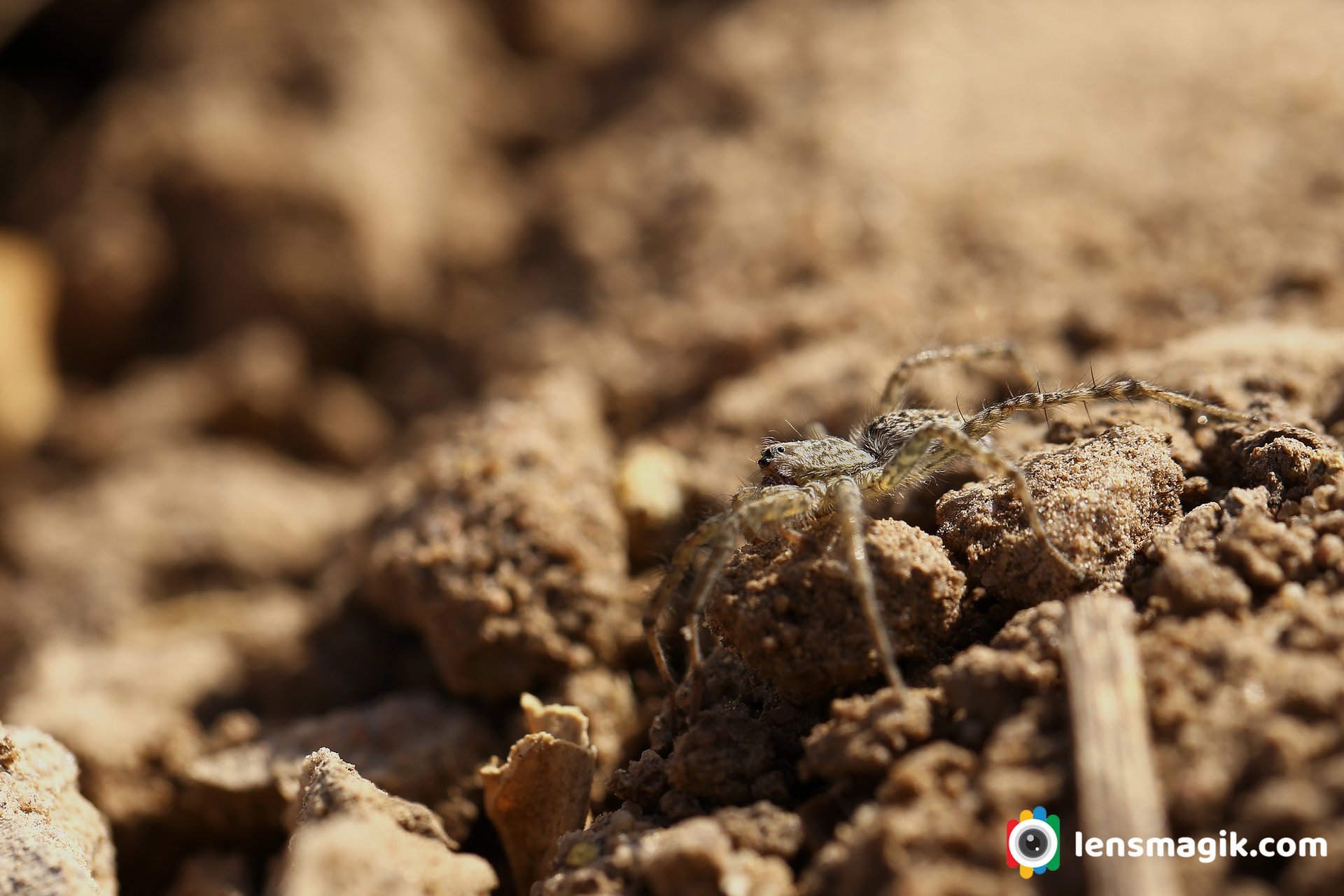 Spider Insects