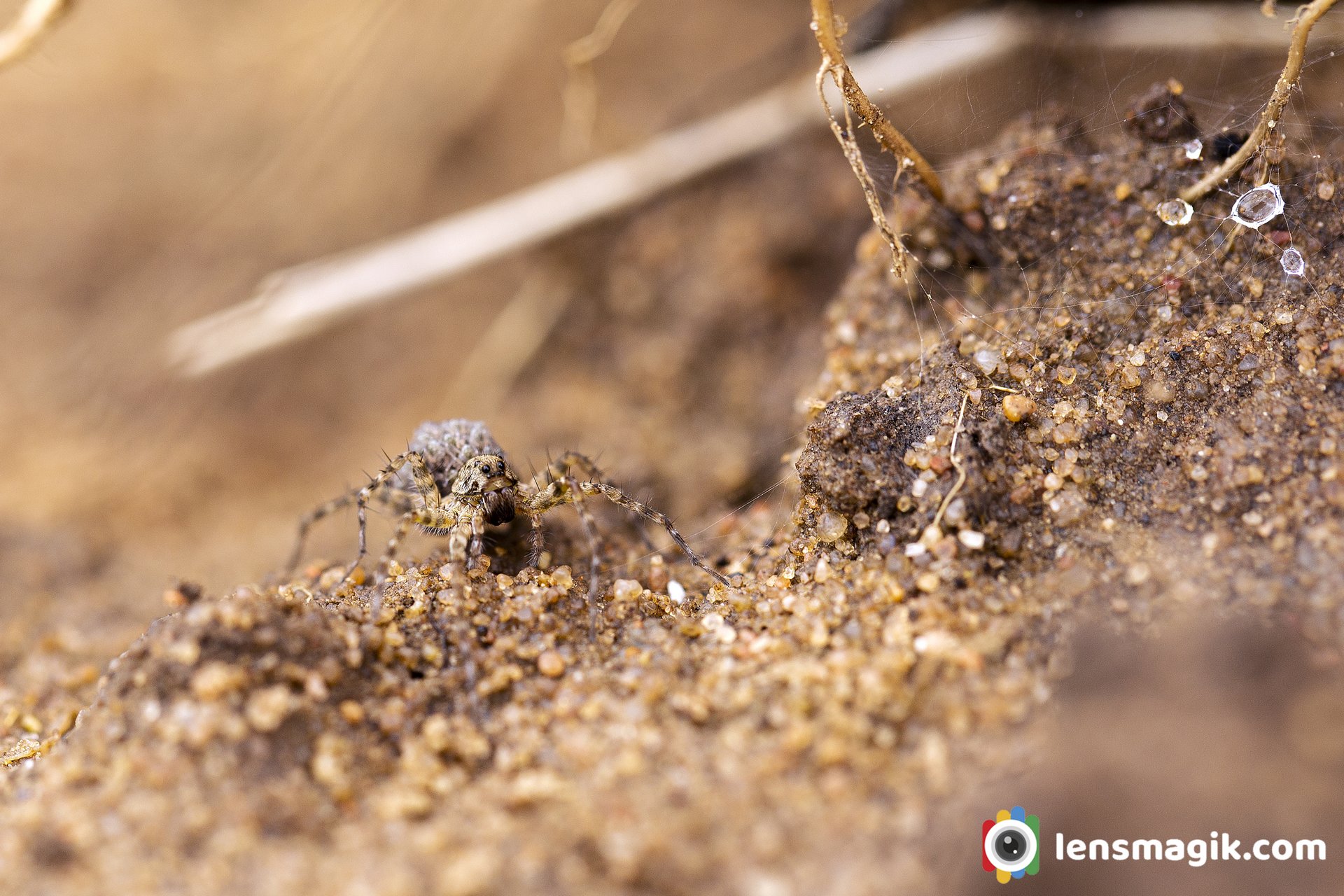 Wolf Spider bite