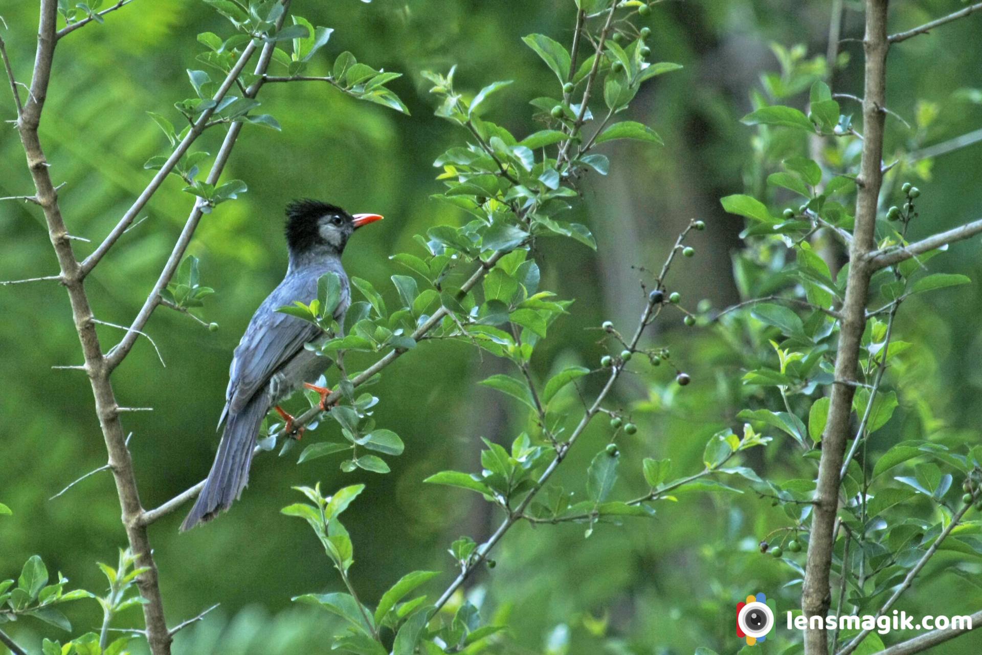 Black Bulbul