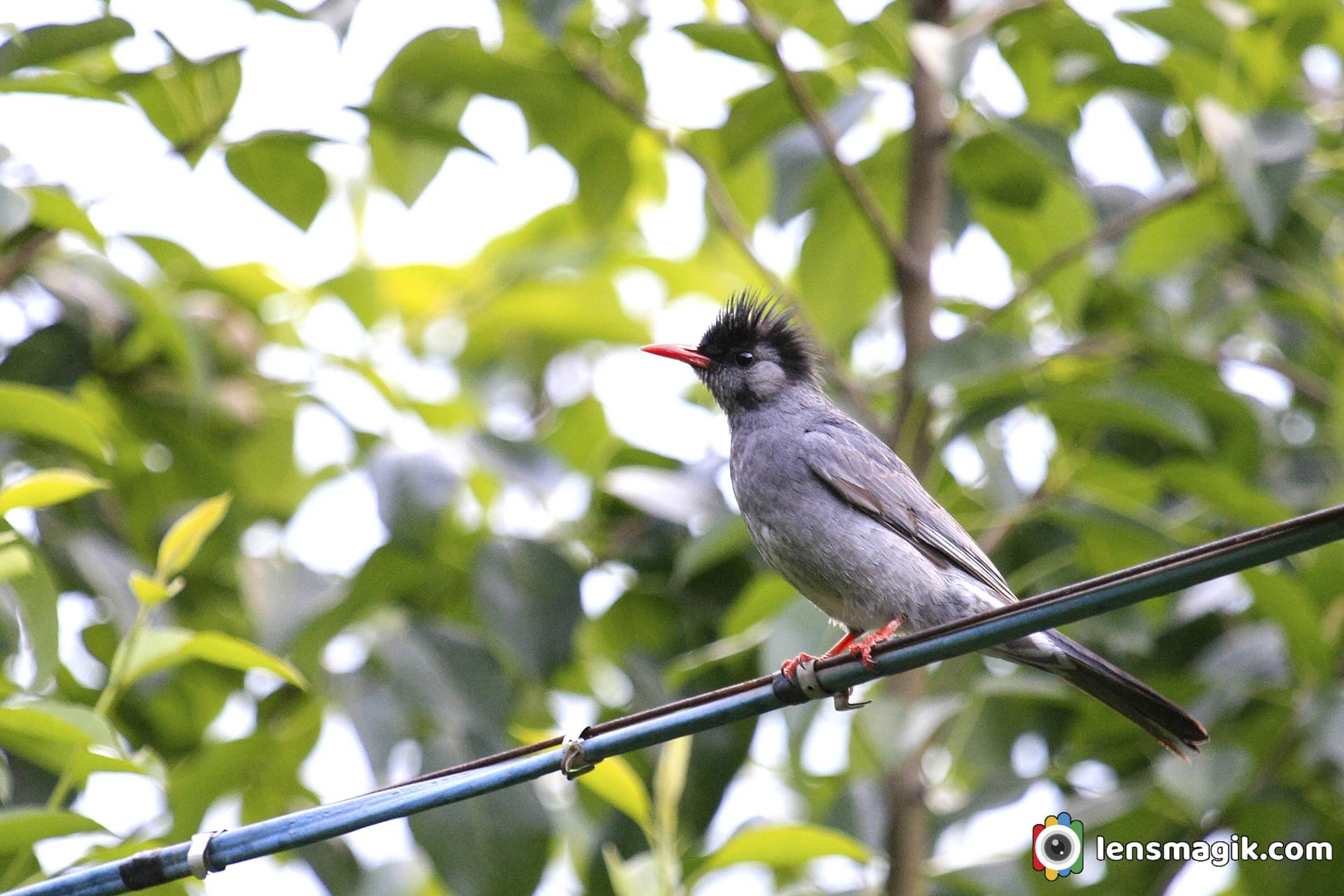 Birds of Manali