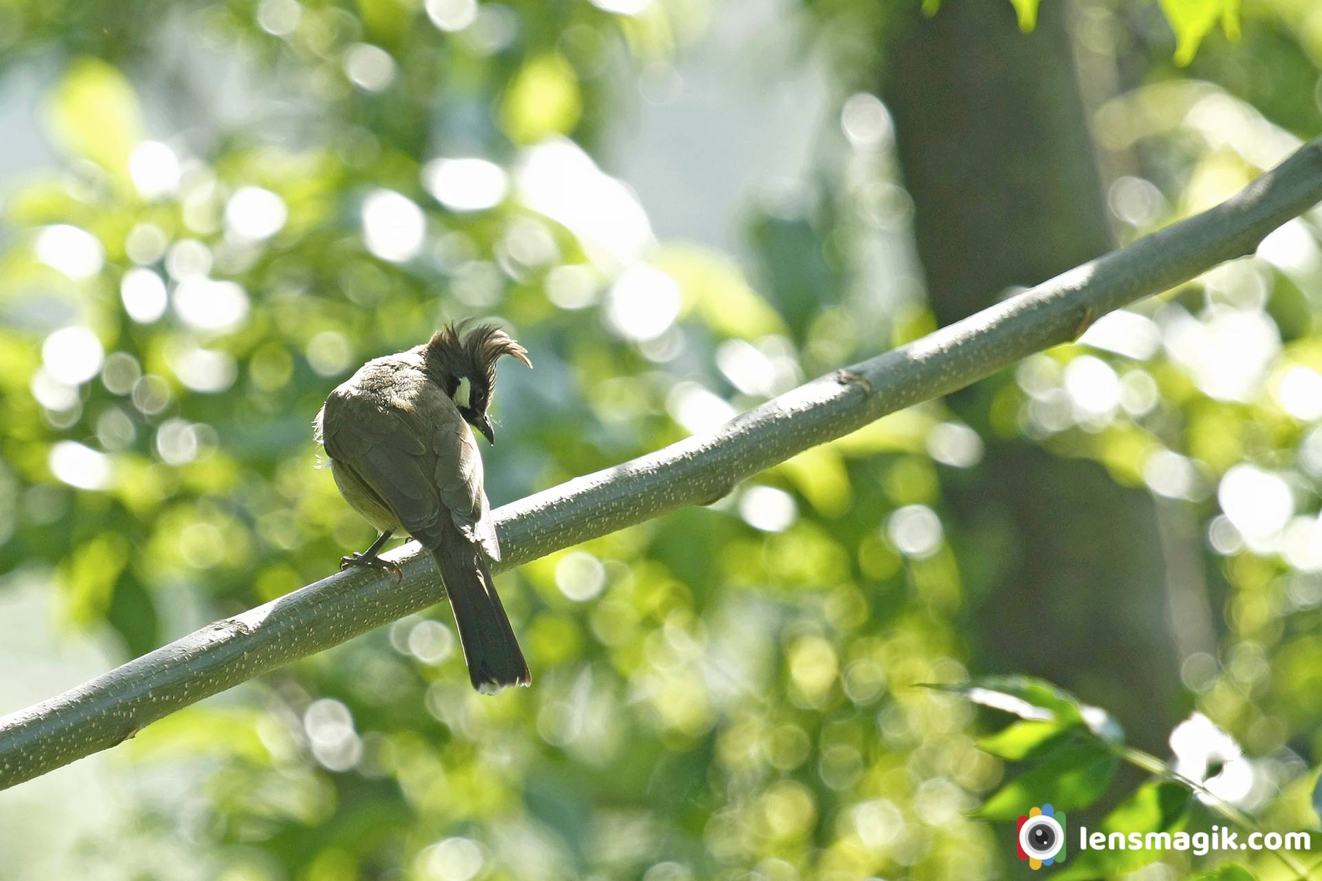 Himalayan Bulbul