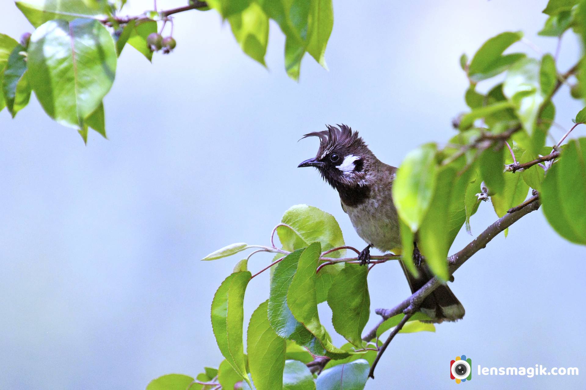 Birds of India