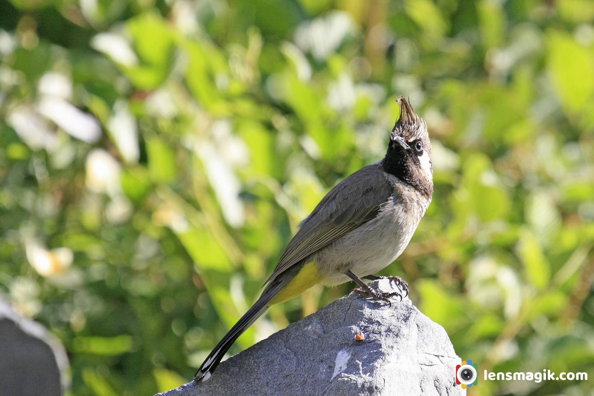 Himachal Pradesh Birds