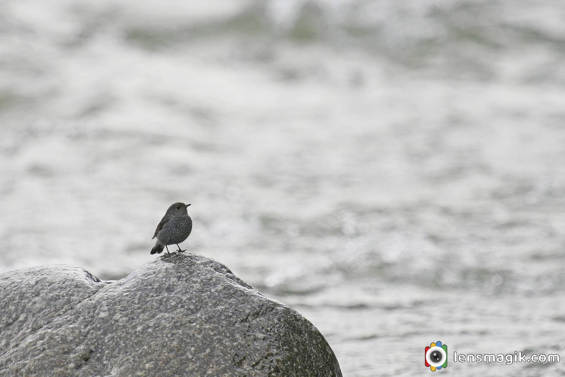 Himachal Pradesh Birds