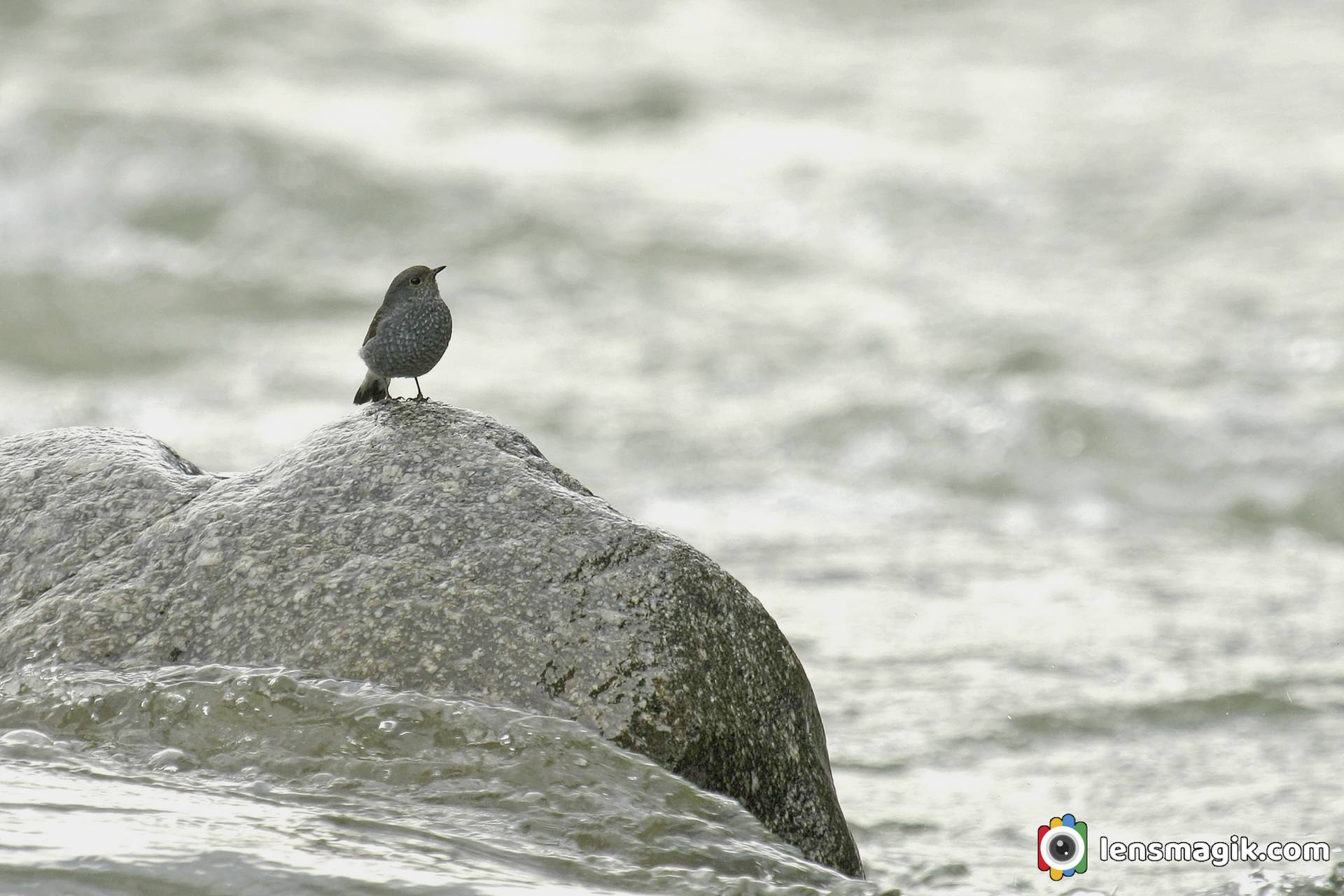 Plumbeous Water Redstart Female