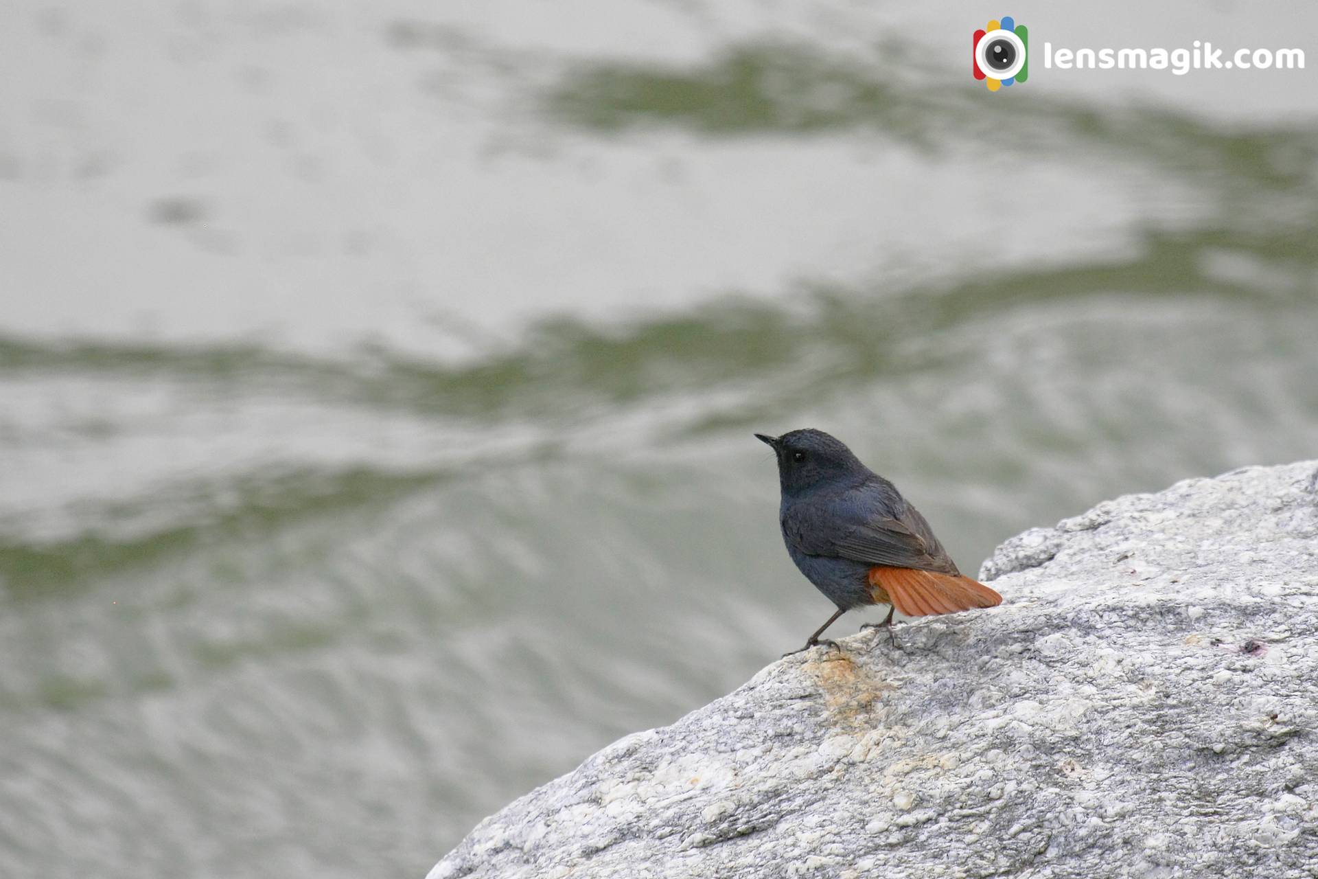 Plumbeous Water Redstart Male