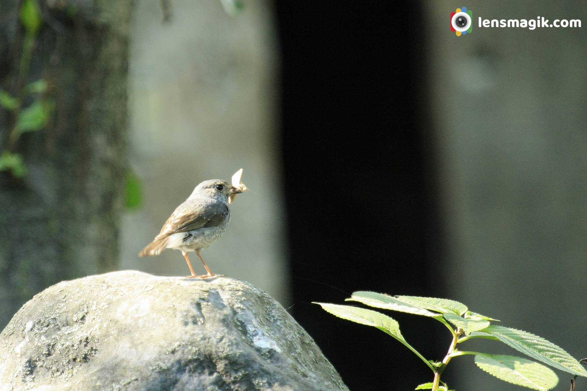 Birds of India