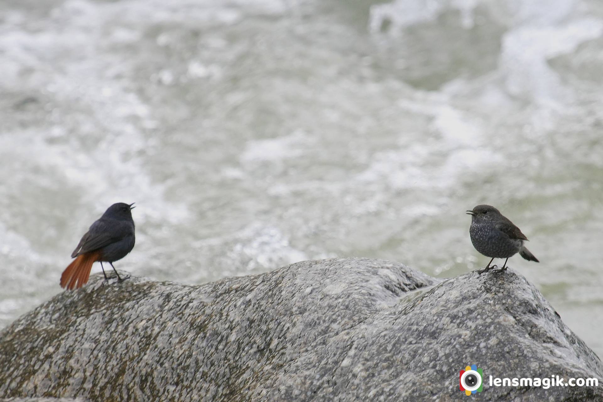 Manali Birds